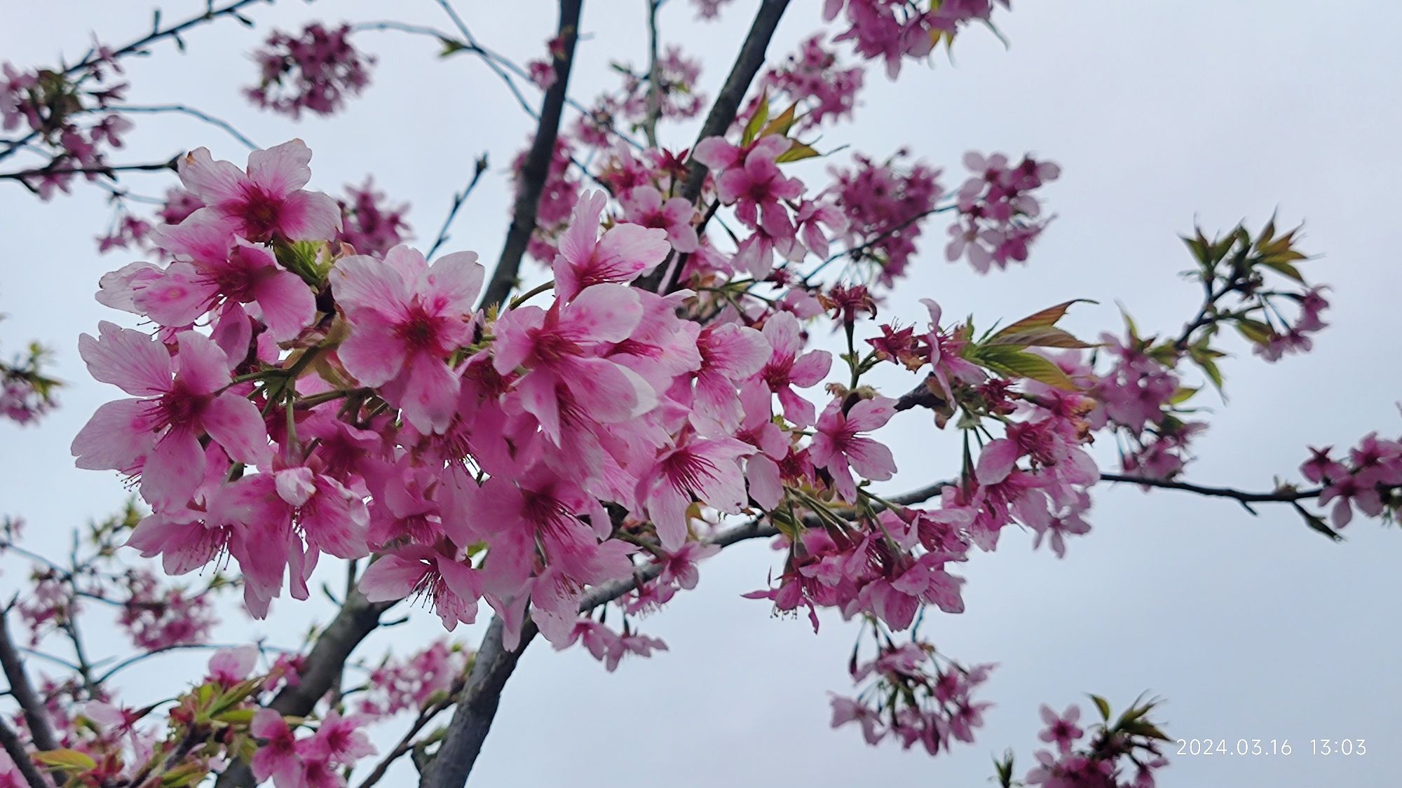 花田美地旅行图片 1