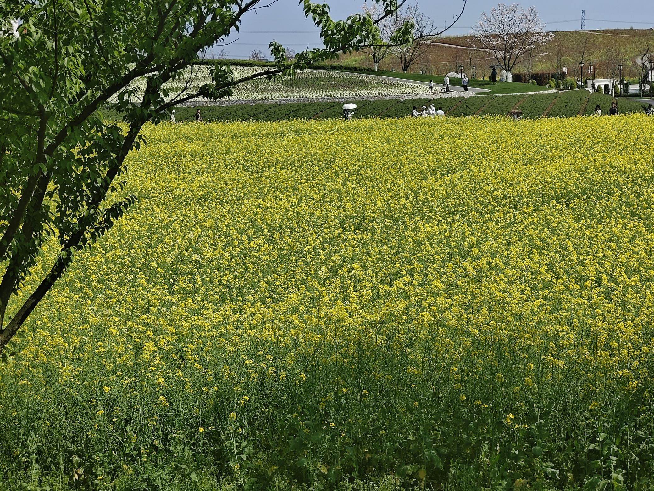 花田美地旅行图片 3