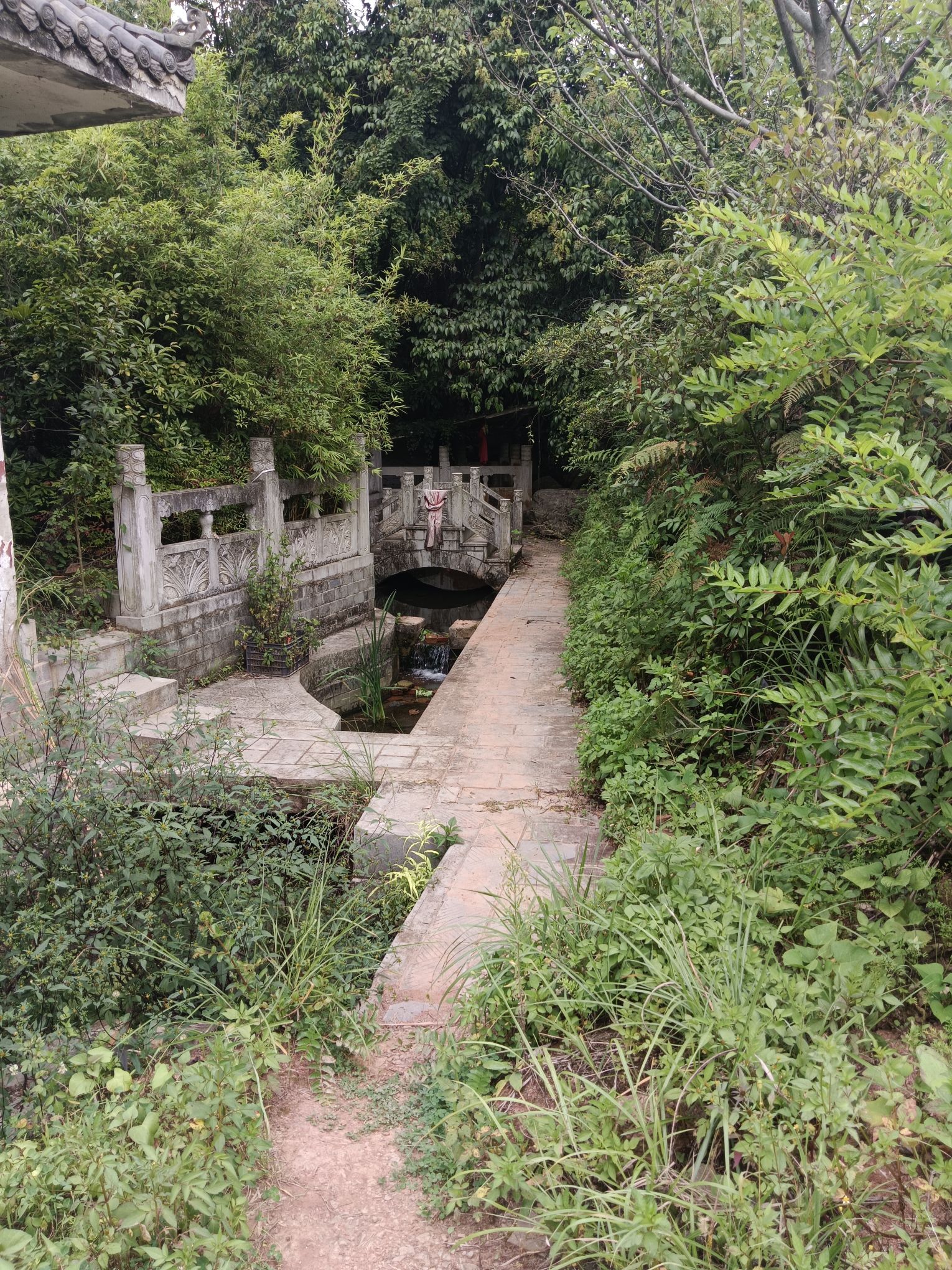 东风镇龙井旅行图片 3
