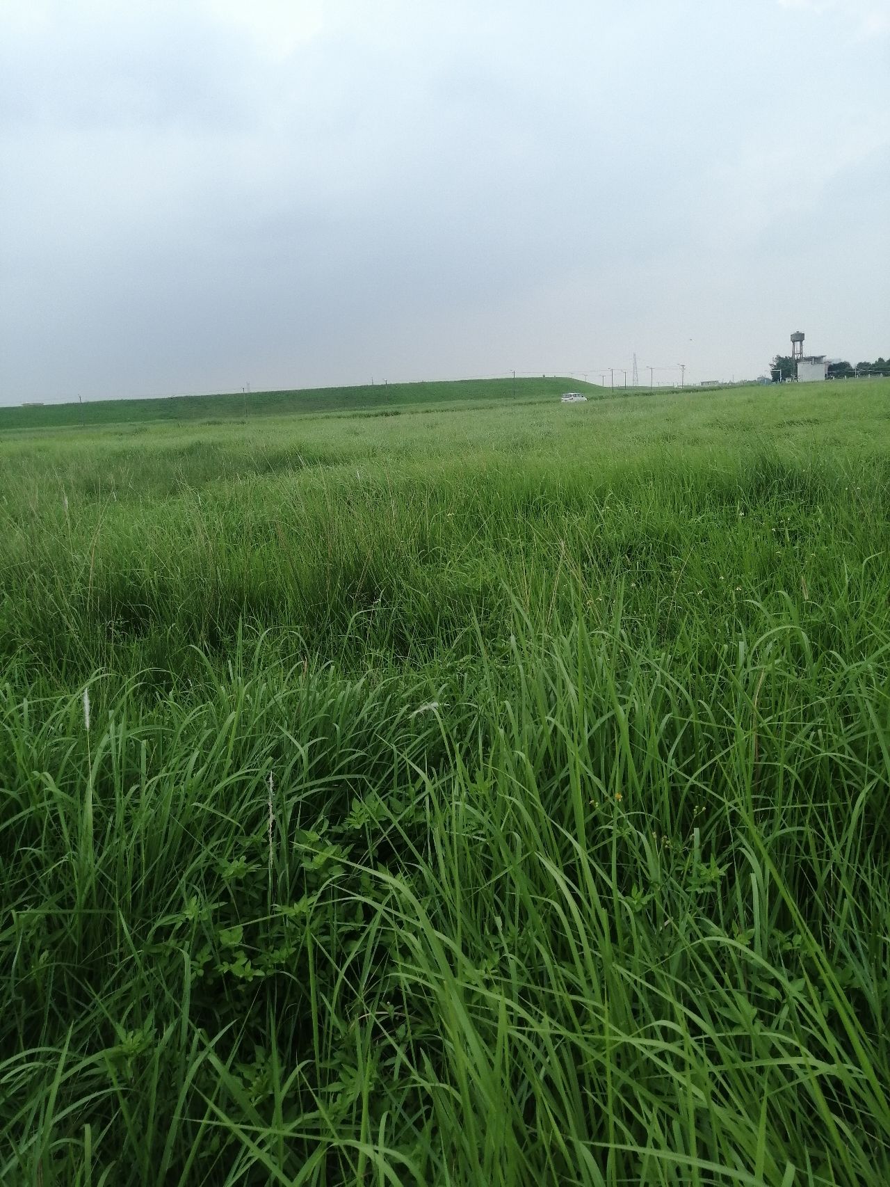 梁家村大榕树