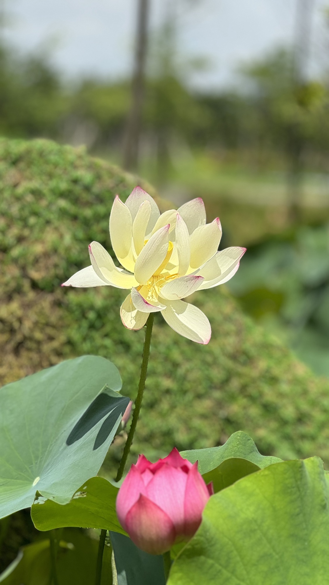 横琴粤澳深度合作区荷花园旅行图片 3