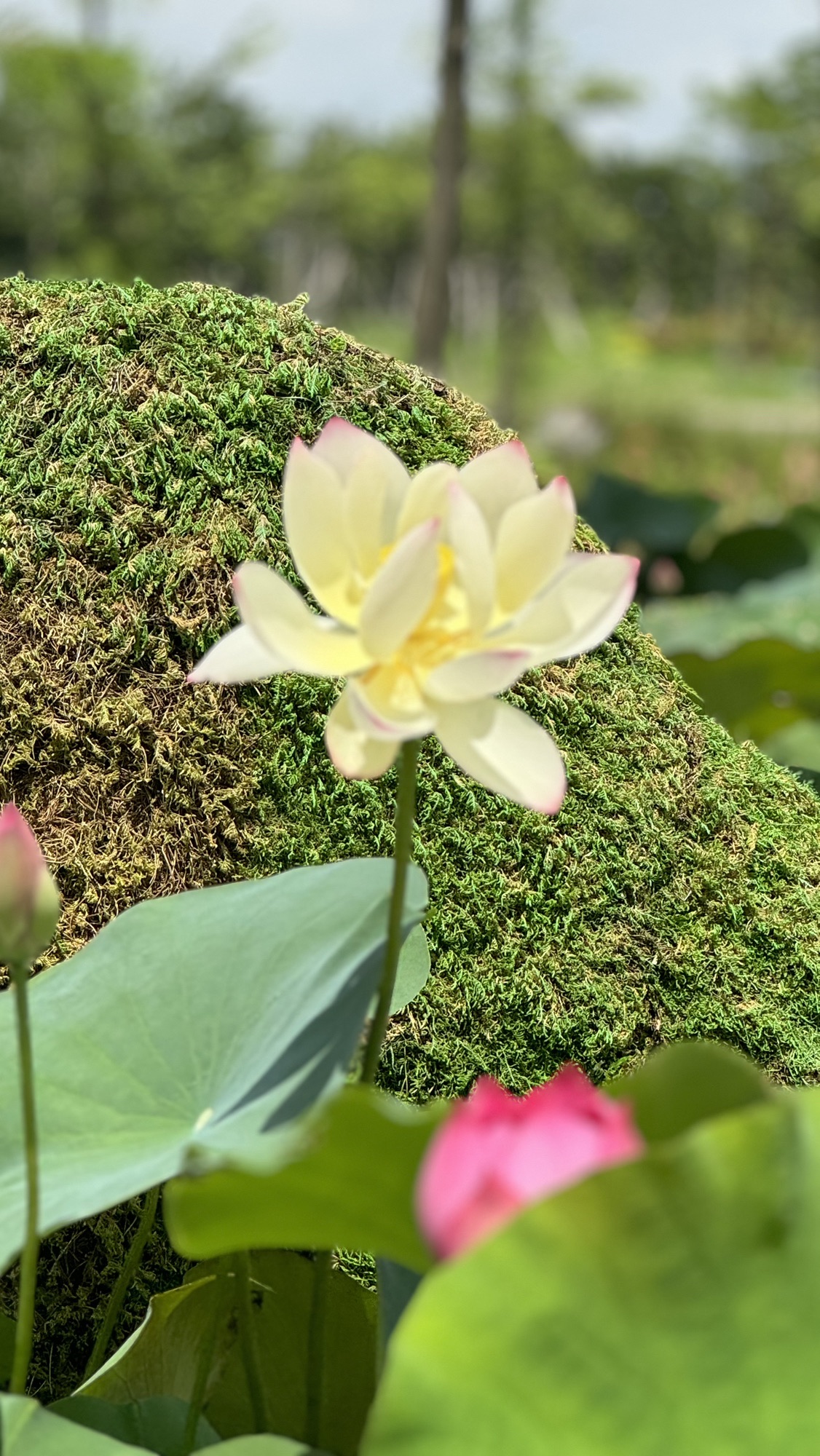 横琴粤澳深度合作区荷花园旅行图片 2