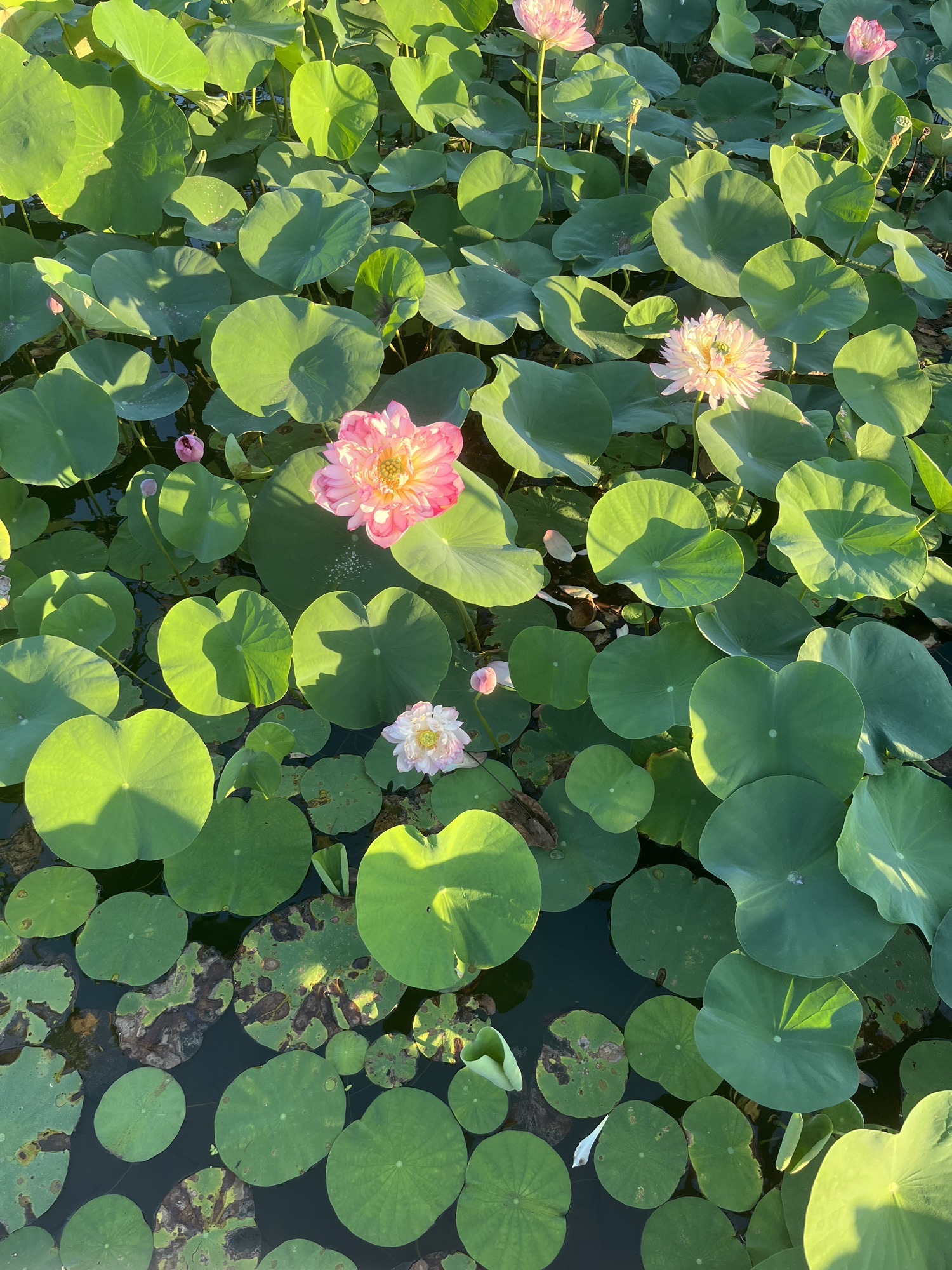 横琴粤澳深度合作区荷花园旅行图片 1