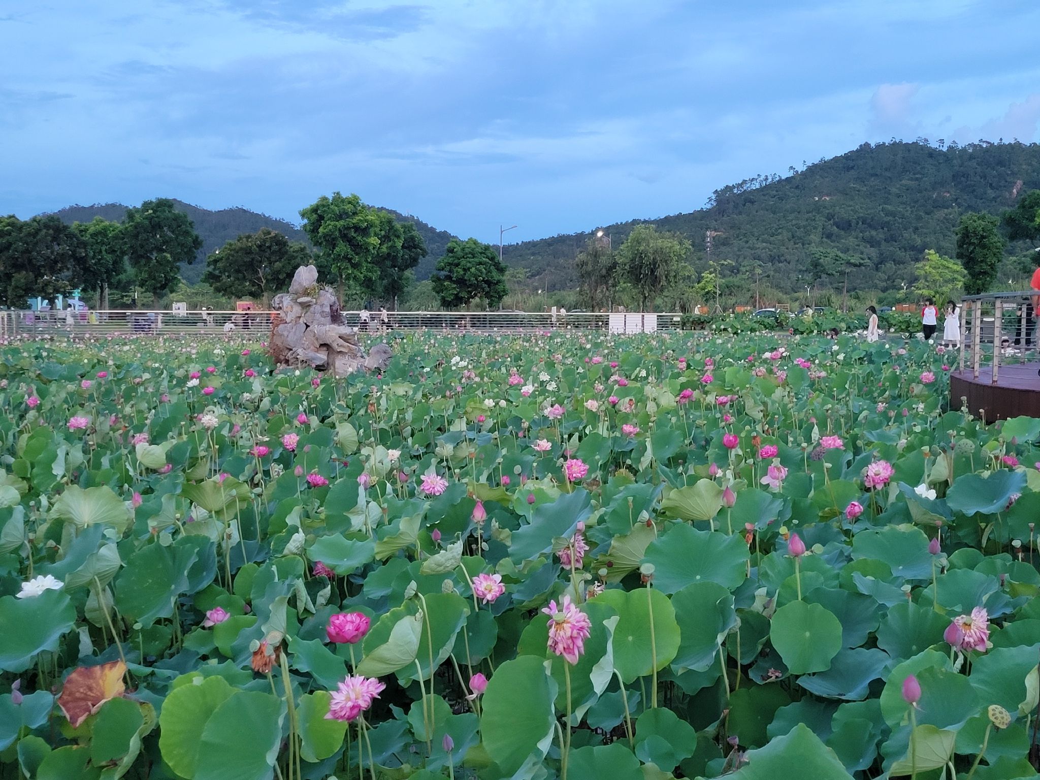 横琴粤澳深度合作区荷花园旅行图片 1