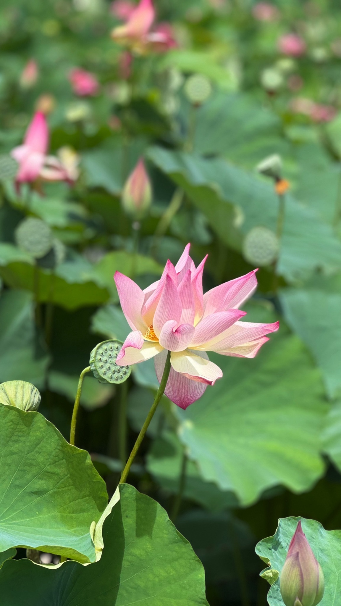 横琴粤澳深度合作区荷花园旅行图片 1