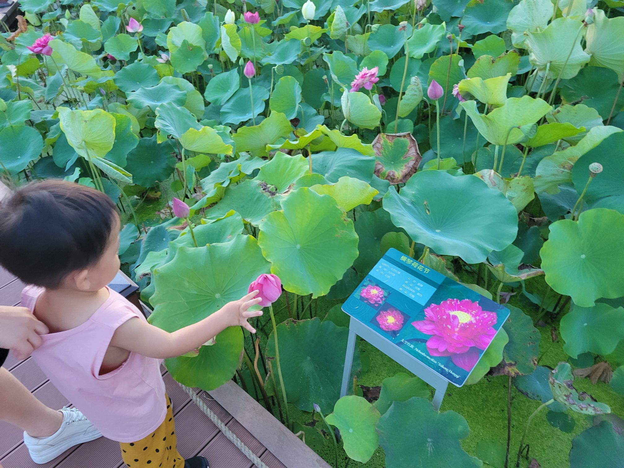 横琴粤澳深度合作区荷花园旅行图片 3