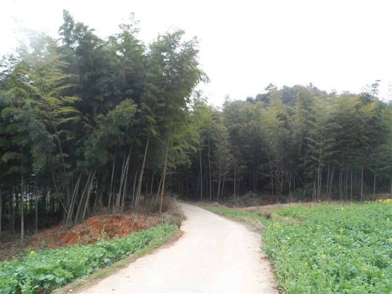 井源千年银杏旅行图片 2