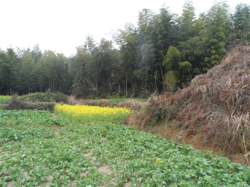 井源千年银杏旅行图片 1