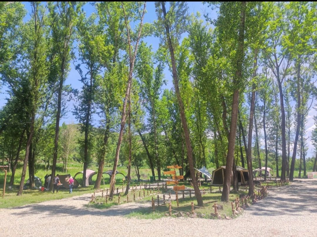 旷野小森林露营基地