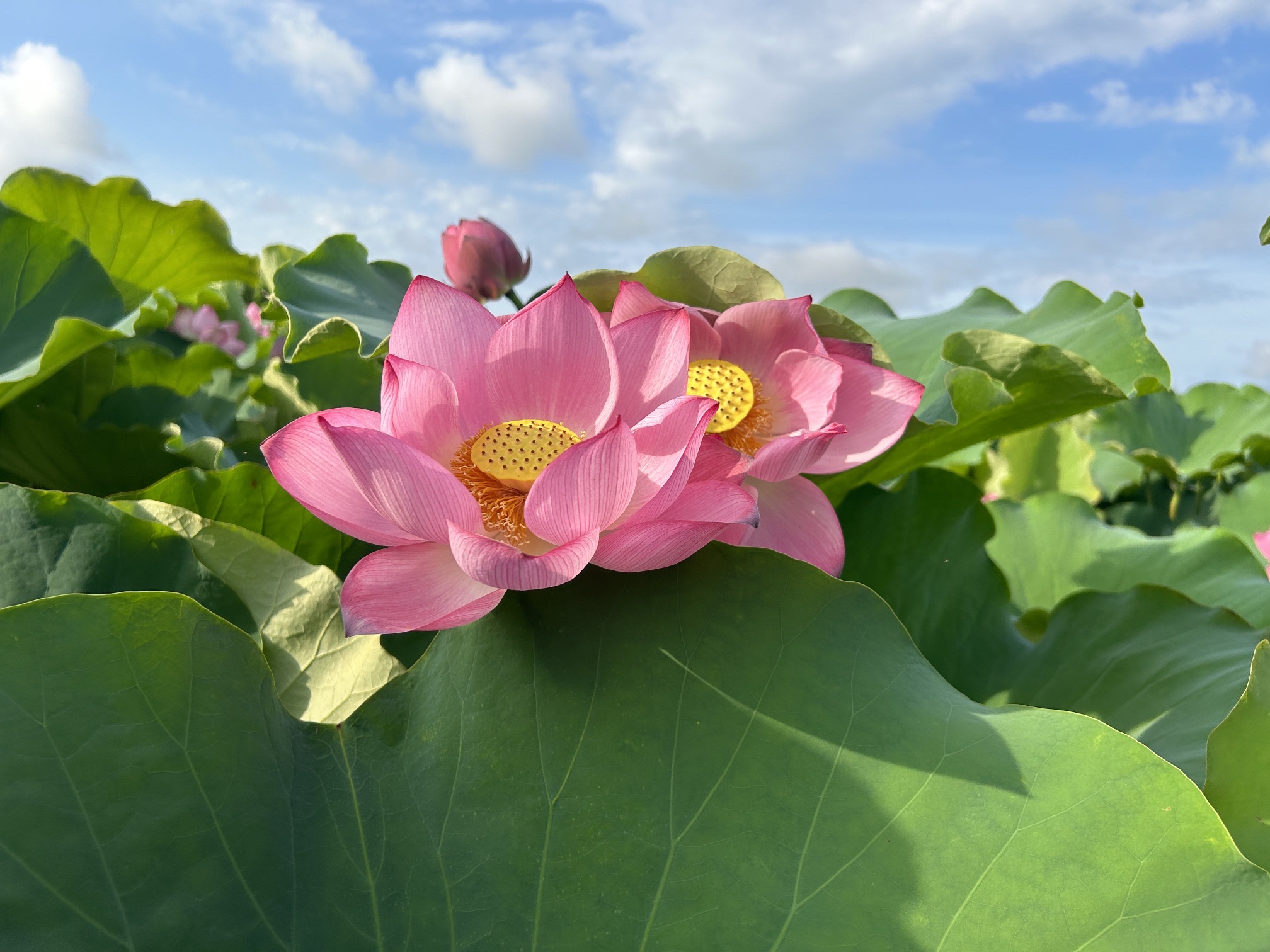 厚禄村荷花风景园旅行图片 2