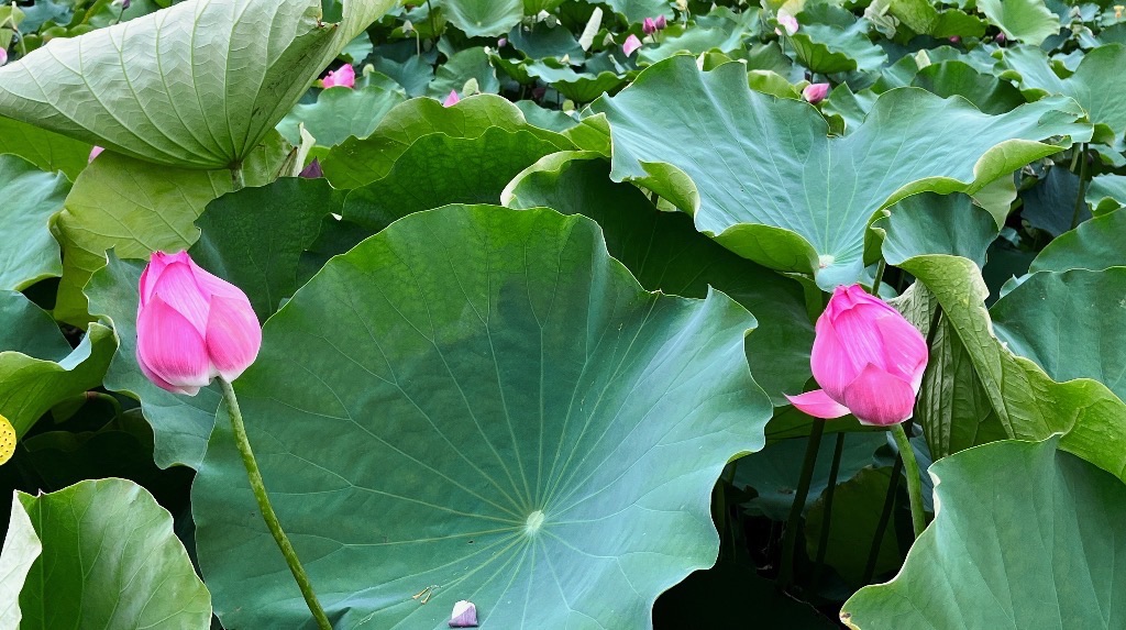 厚禄村荷花风景园旅行图片 1