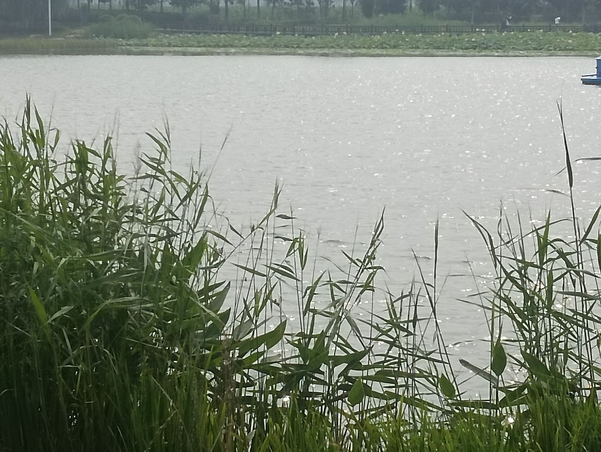 凤仪湖公园旅行图片 2