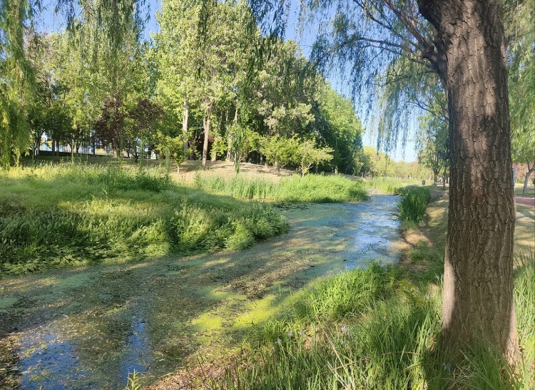 凤仪湖公园旅行图片 2