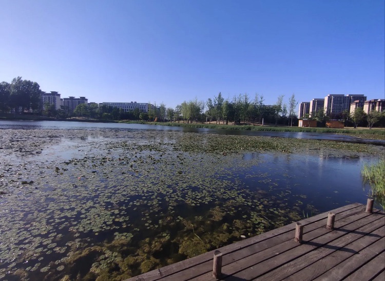 凤仪湖公园旅行图片 3