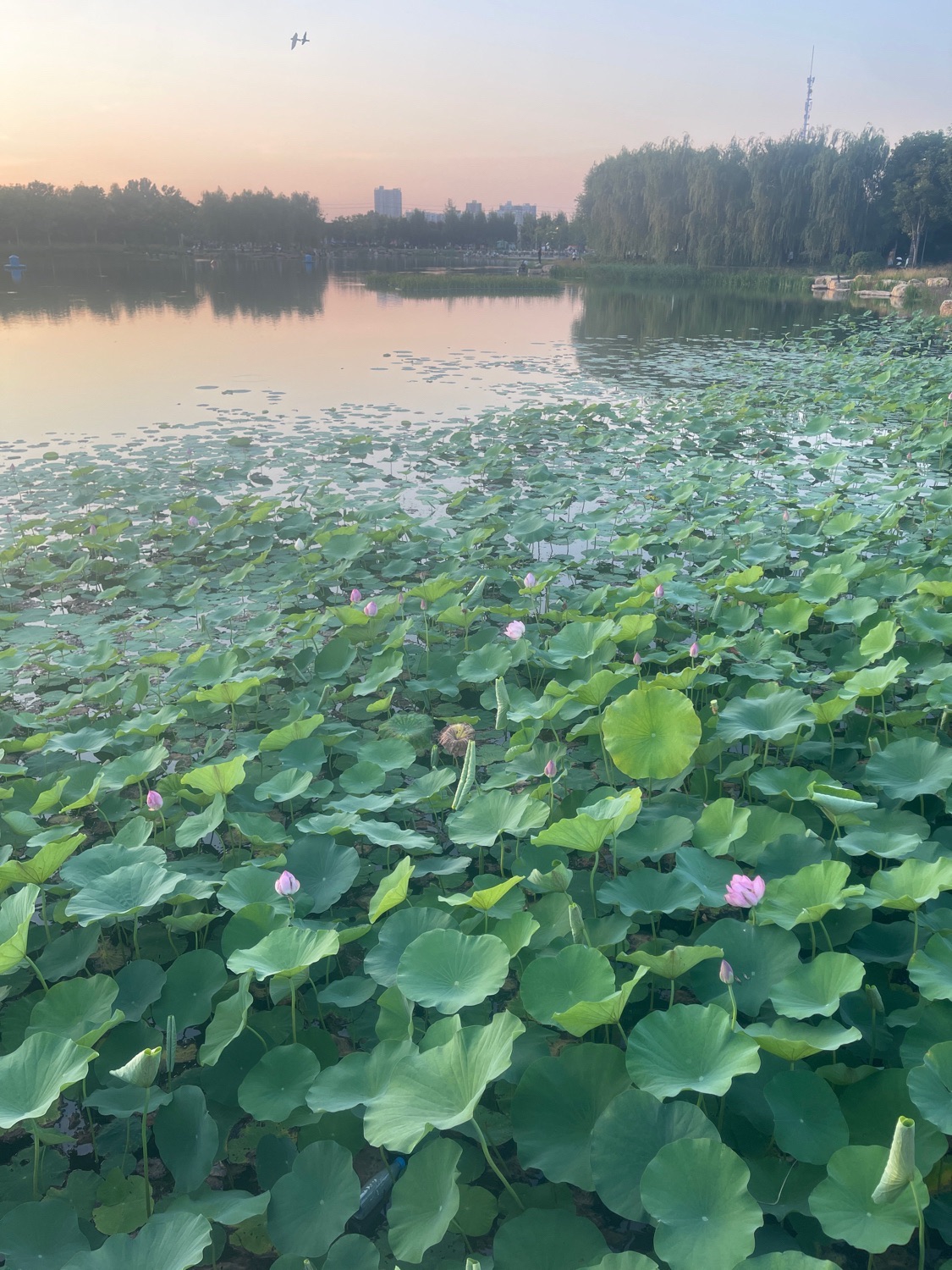 凤仪湖公园旅行图片 3