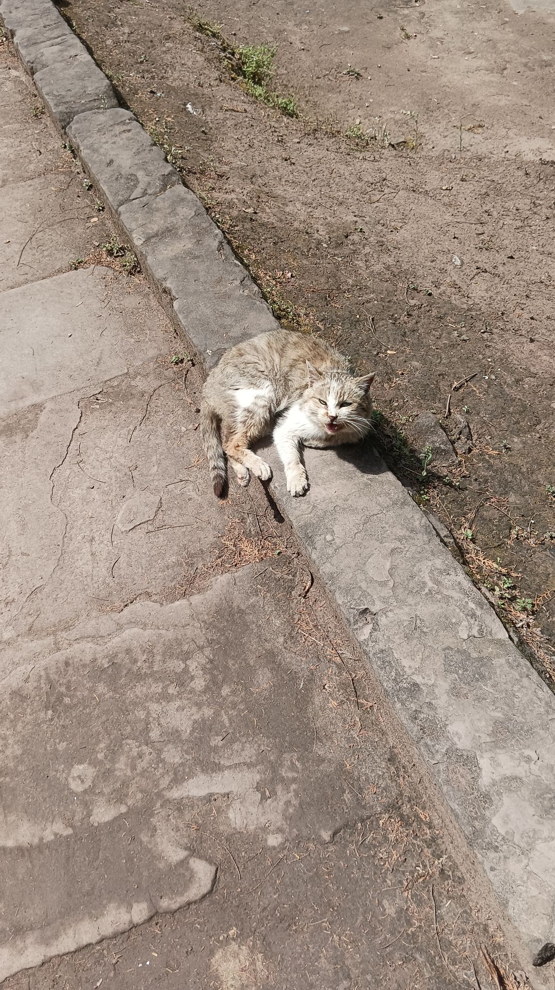 谭猫殿旅行图片 3