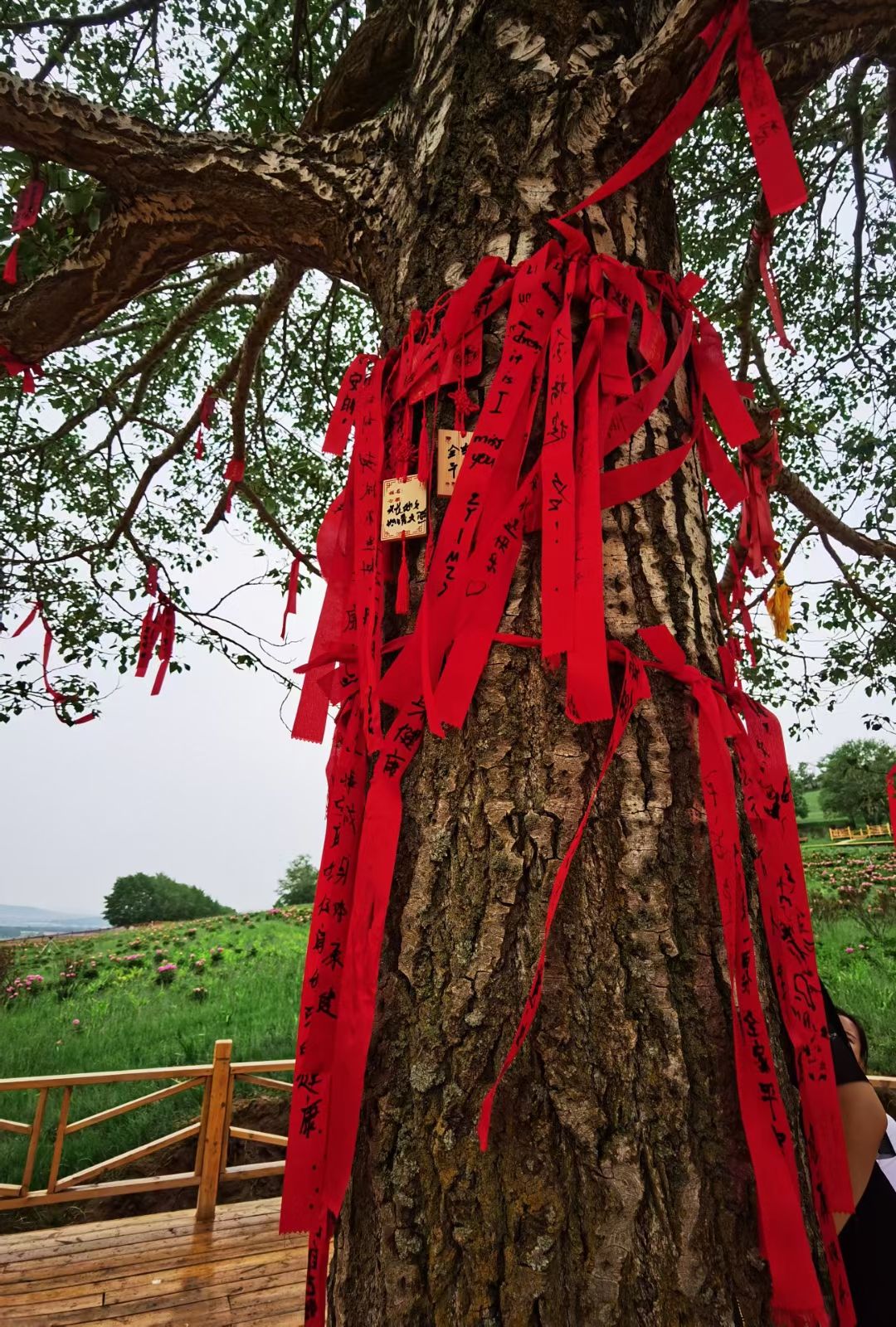 边墙芍药沟旅行图片 3