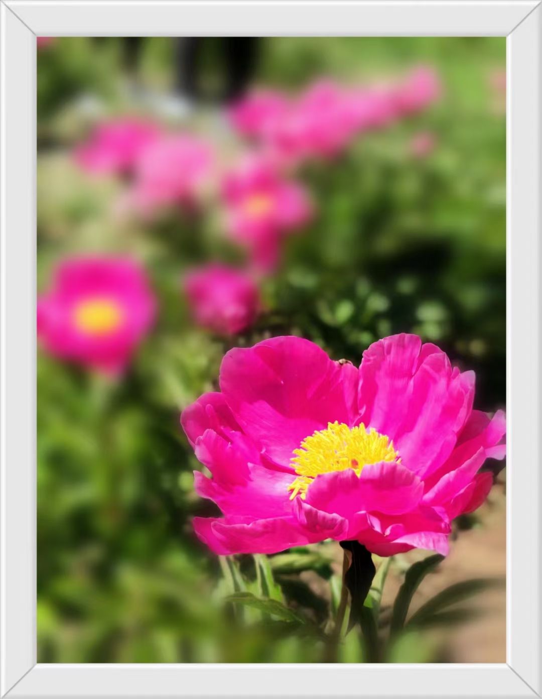 边墙芍药沟旅行图片 2