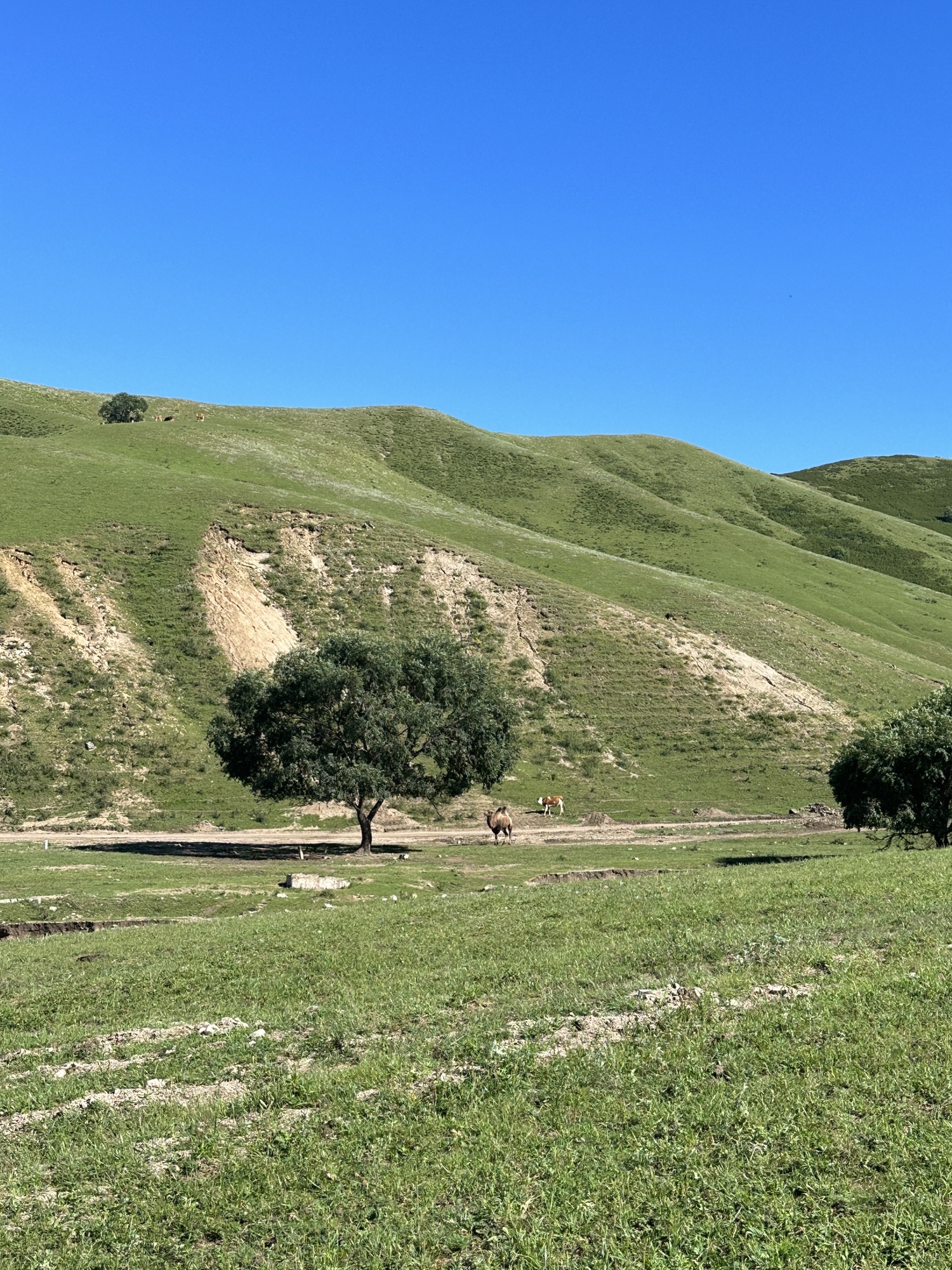 乌兰毛都草原风景区(暂停开放)旅行图片 3