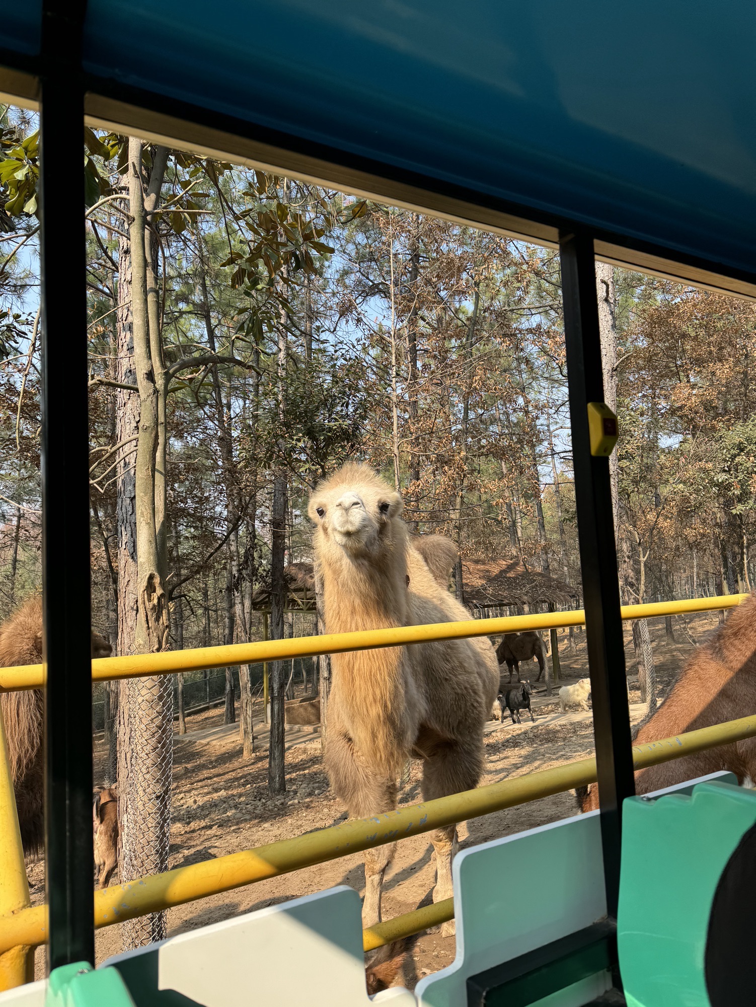 皖南野生动物园旅行图片 2