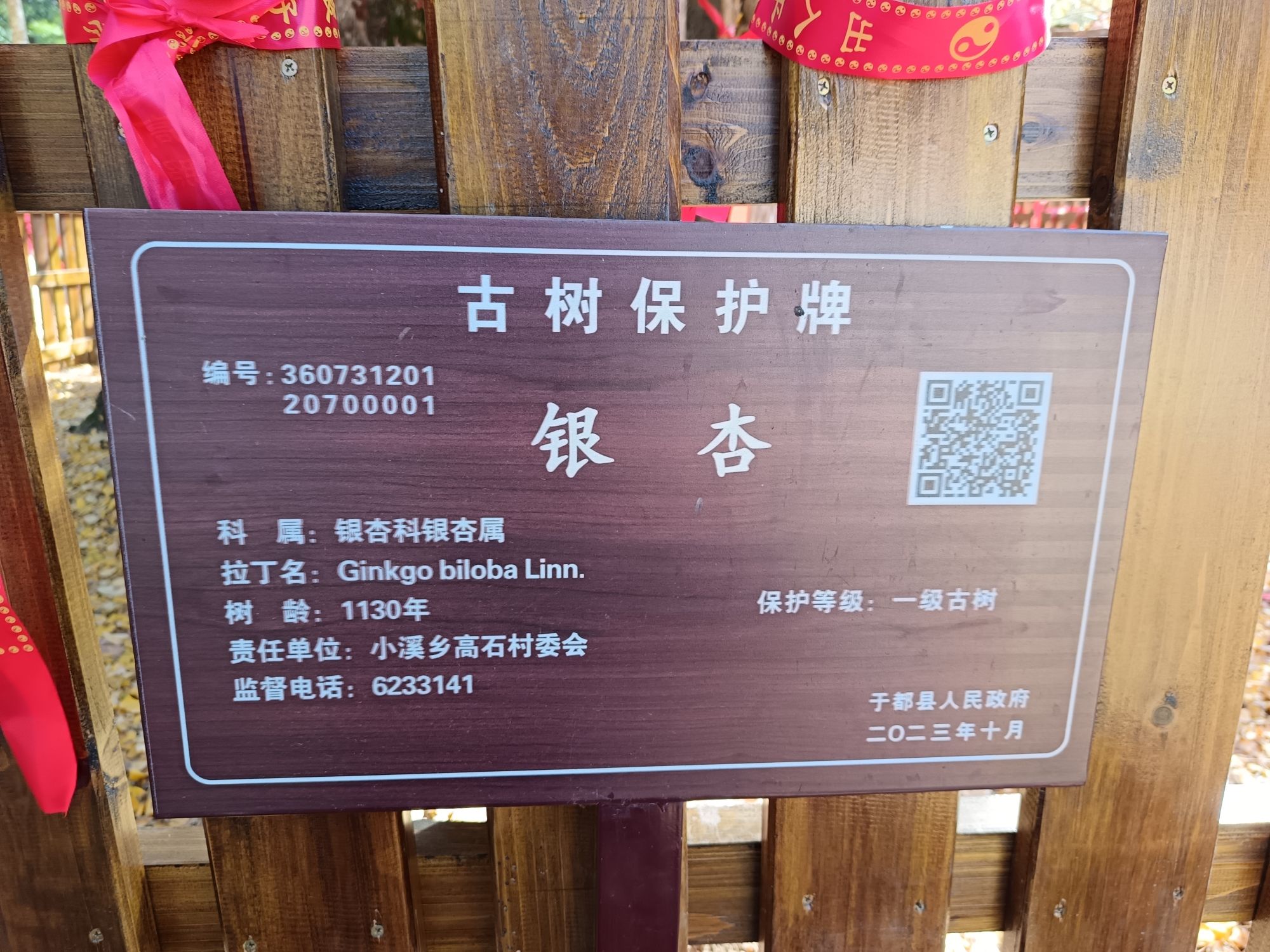 小溪安山千年银杏谷旅行图片 2