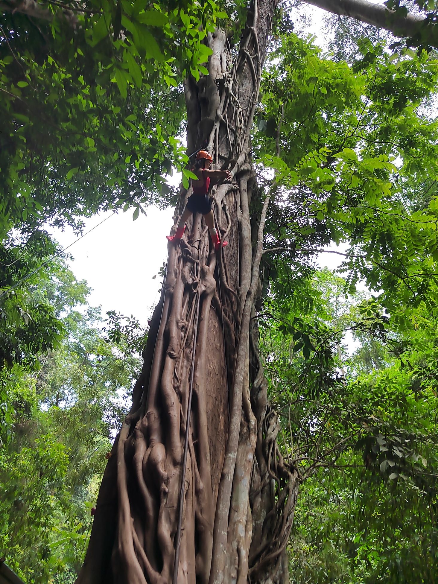 基诺山亚诺独树成林雨林徒步