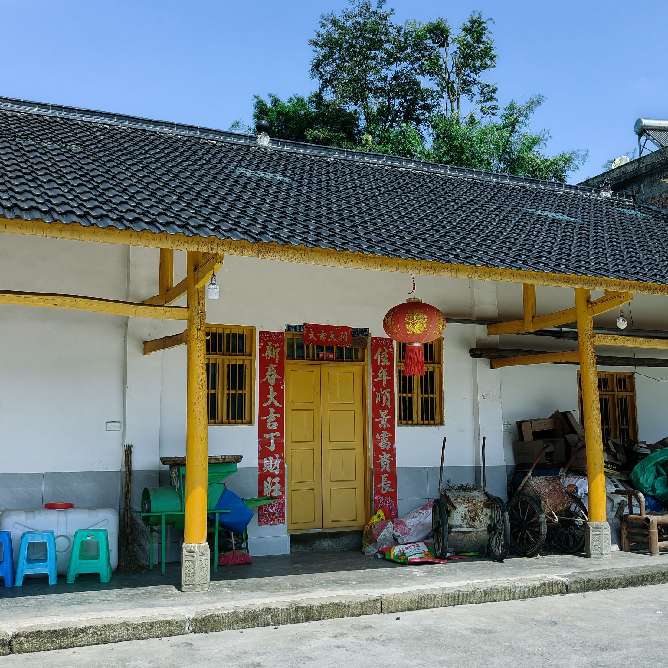 新合村游应奎老书记门口黄桶树旅行图片 1