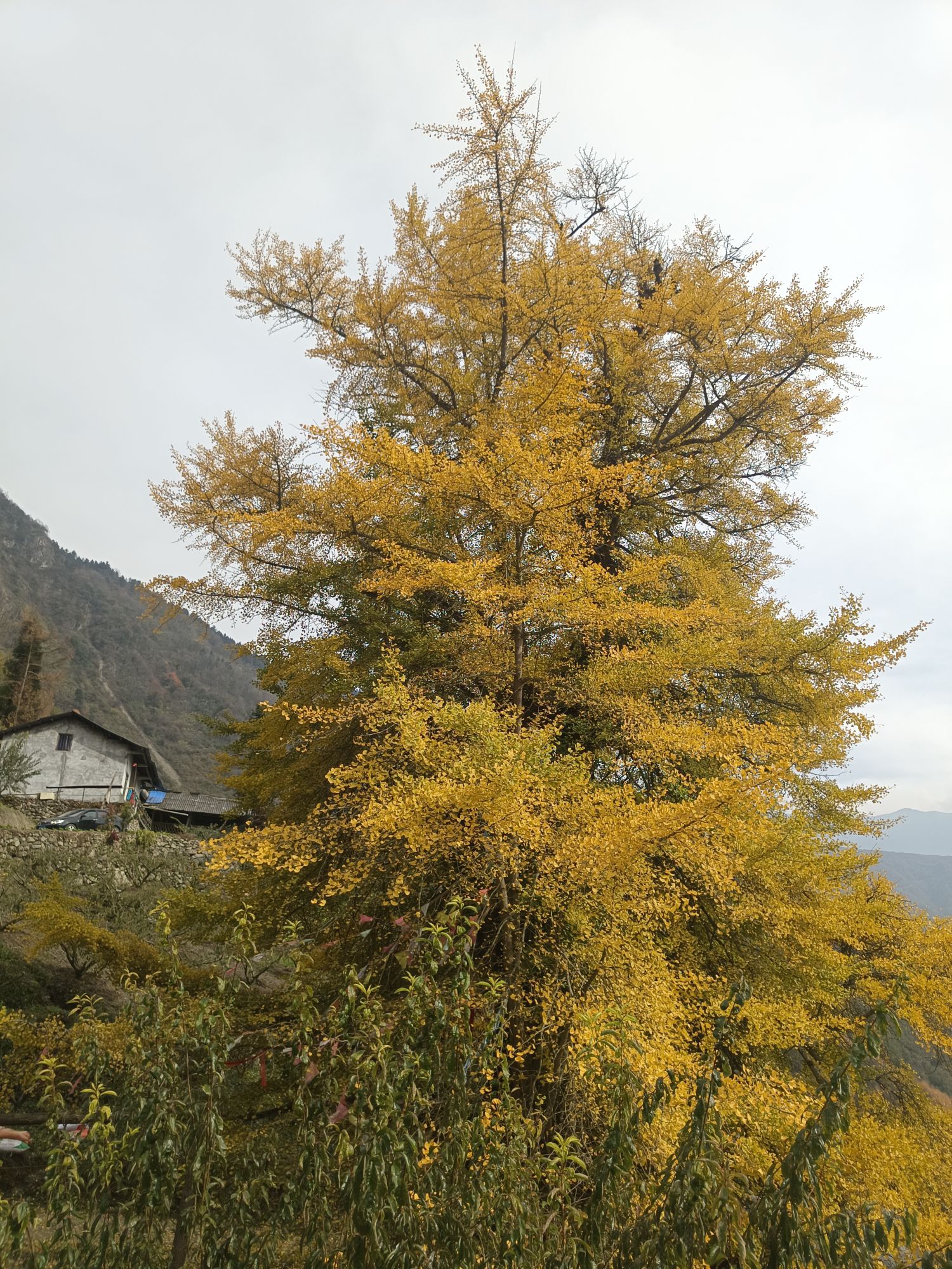 山圣号千年银杏树旅行图片 2
