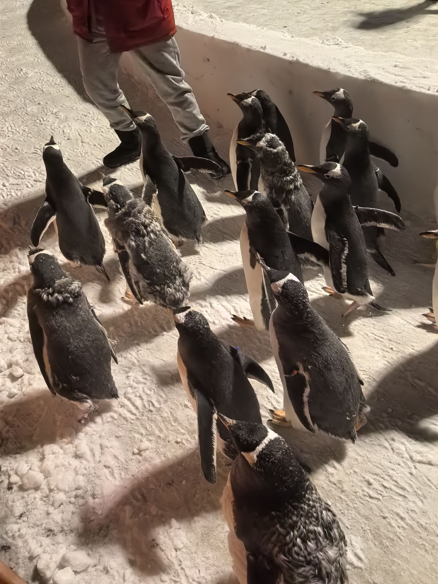 长春北湖企鹅村旅行图片