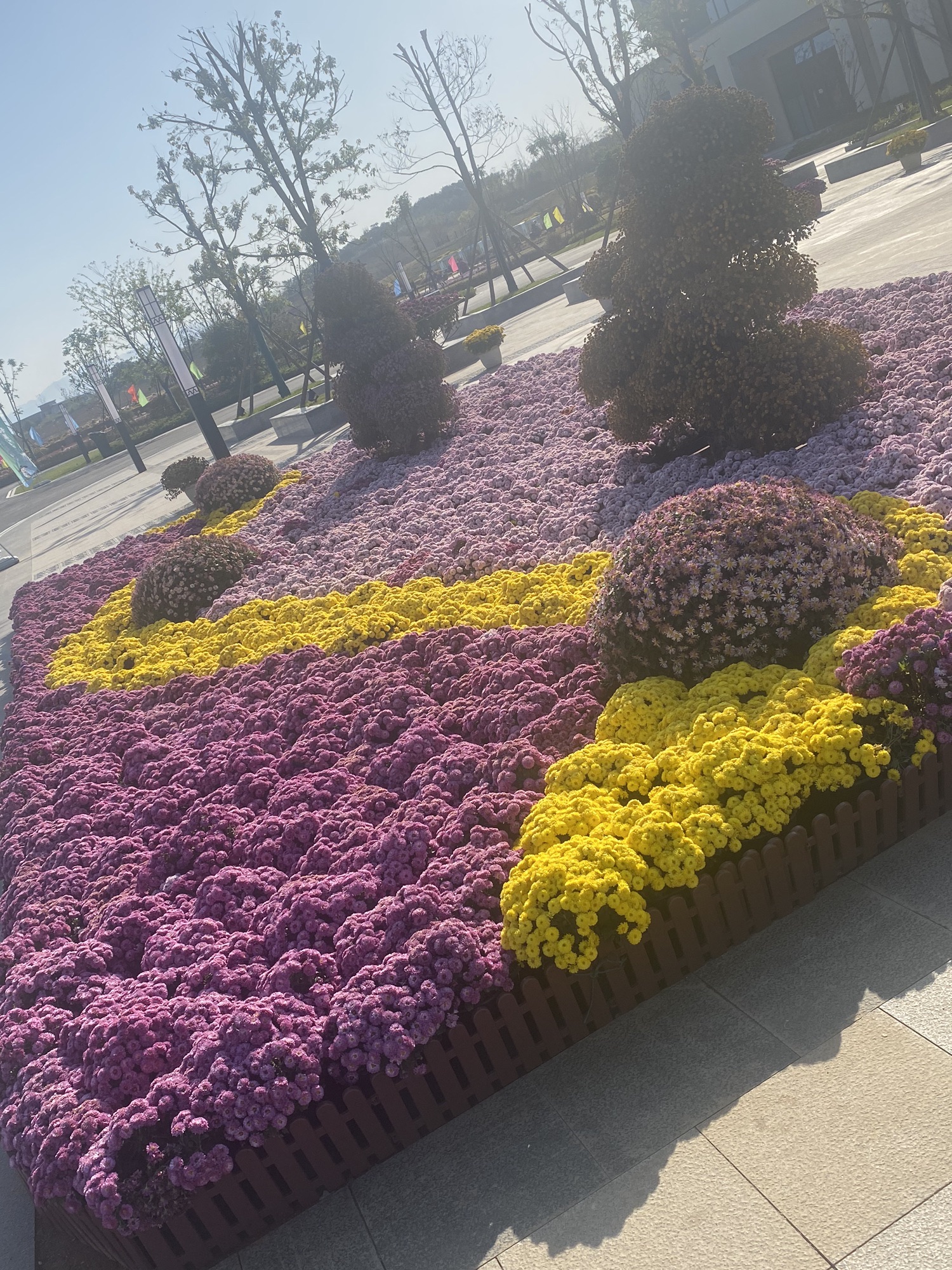 东篱湖菊花博览园旅行图片 2