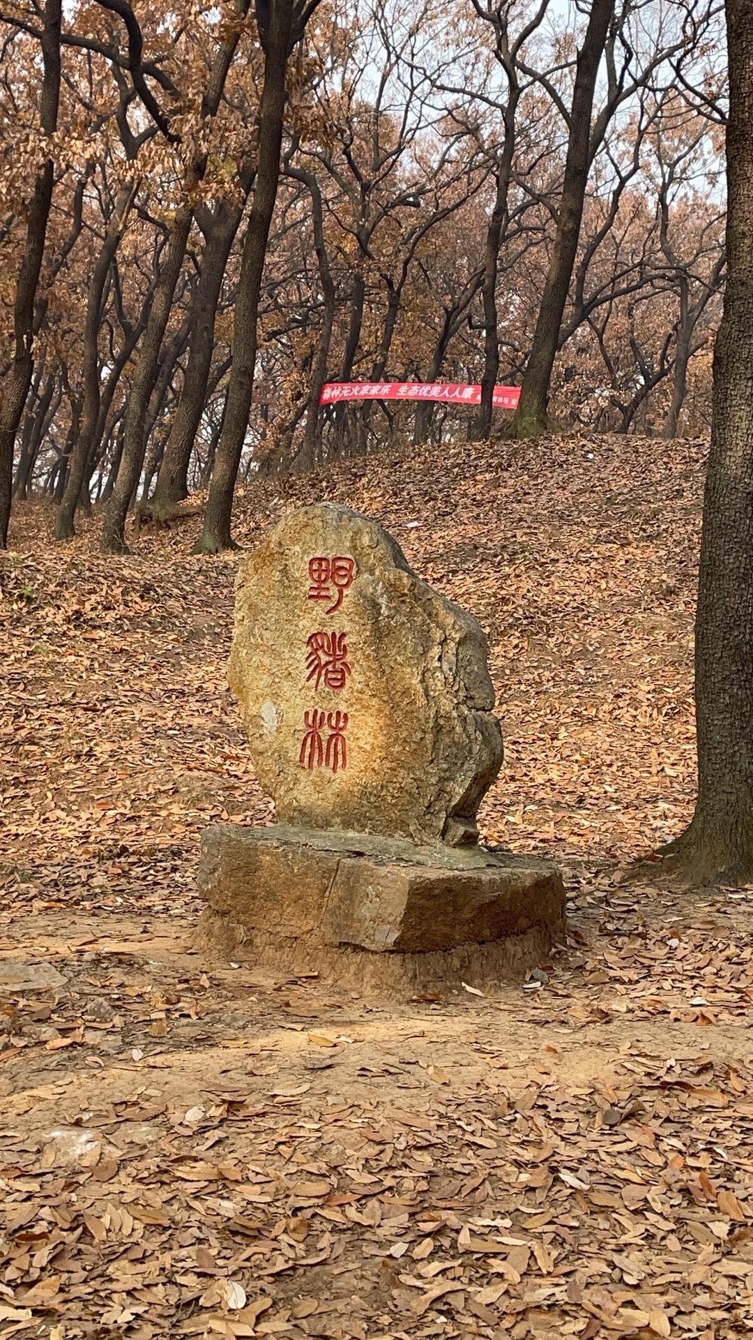 萧县龙泉寺橡树林旅行图片 1