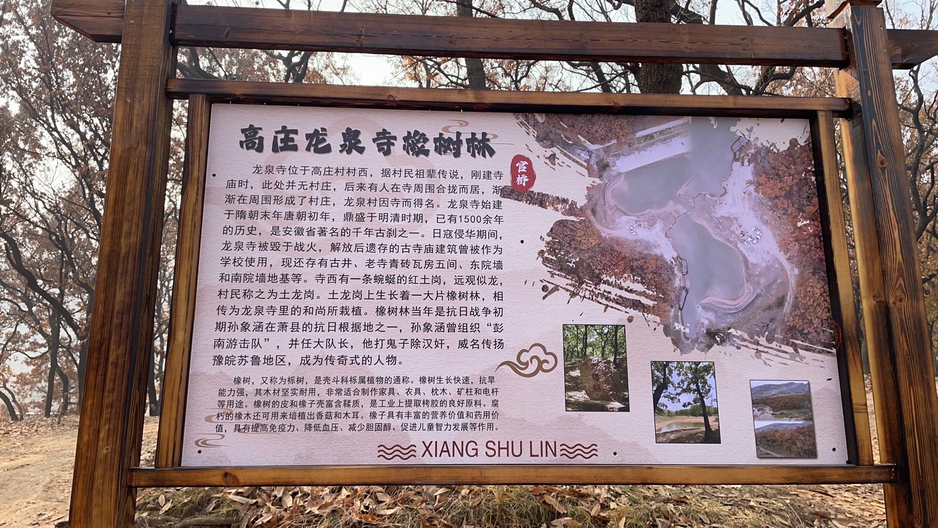 萧县龙泉寺橡树林旅行图片 2