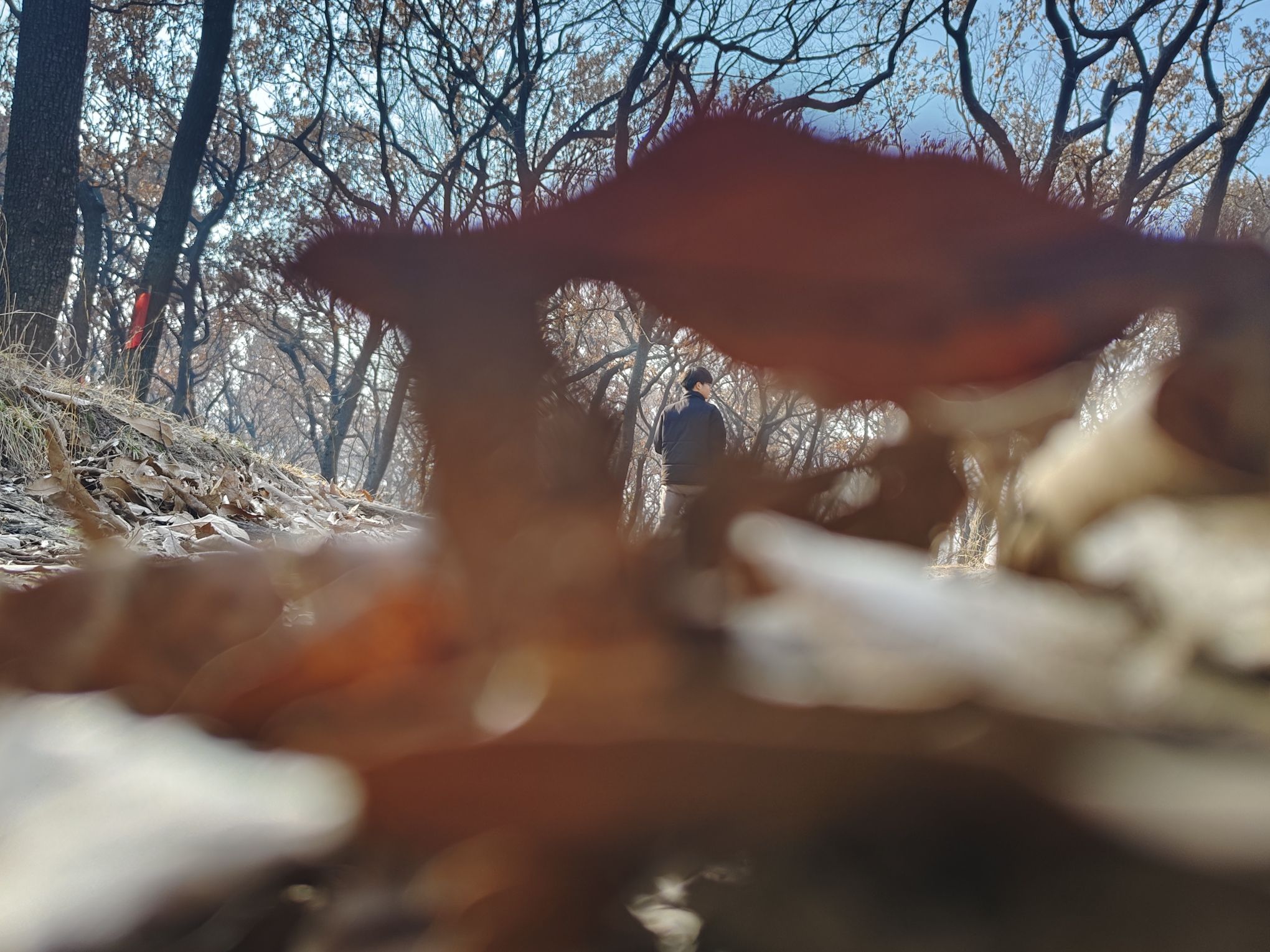 萧县龙泉寺橡树林旅行图片 1