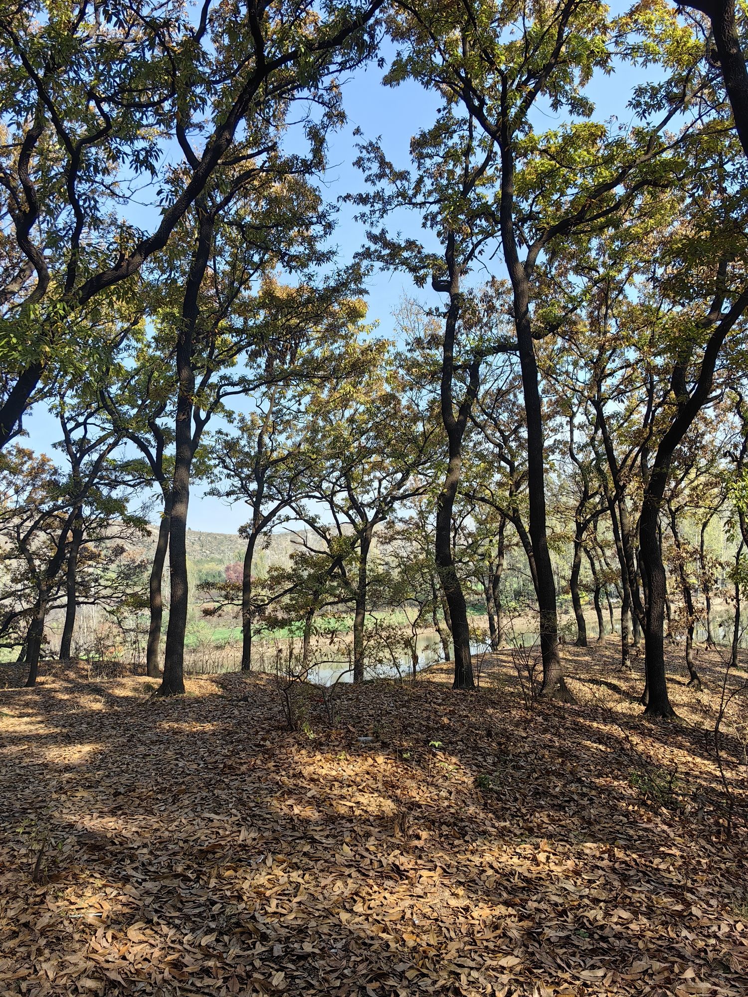 萧县龙泉寺橡树林旅行图片 2