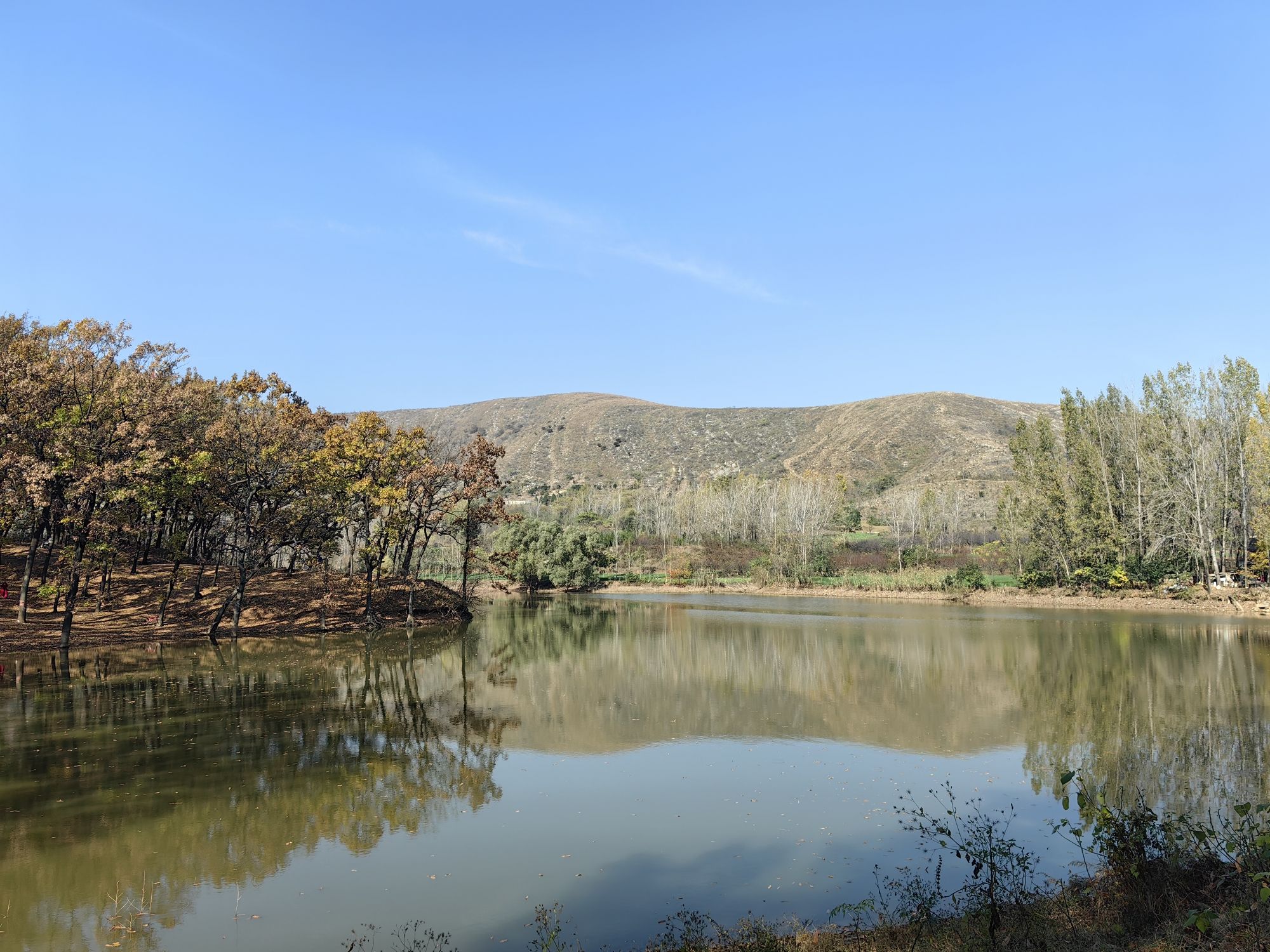 萧县龙泉寺橡树林旅行图片 3