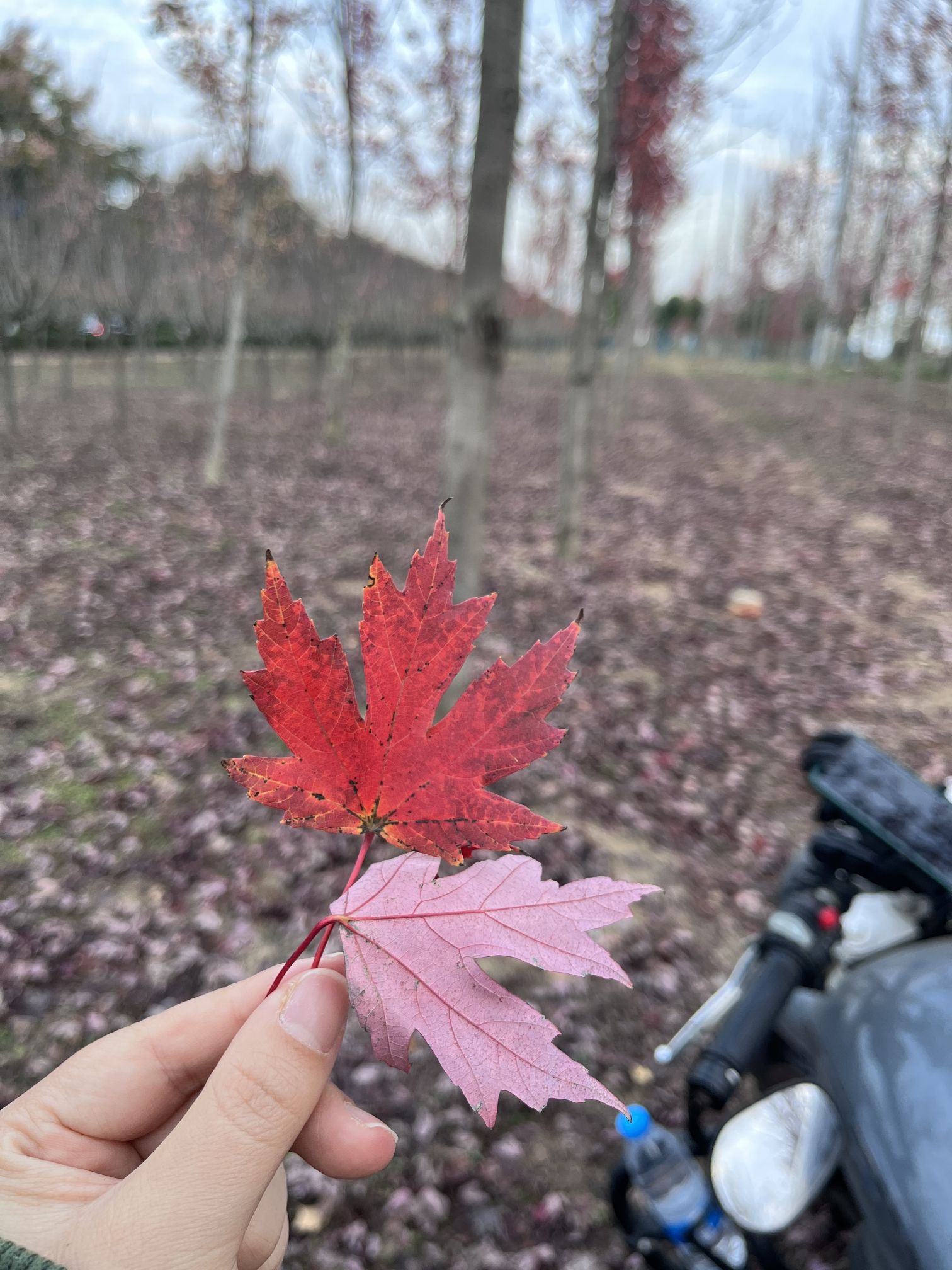 枫叶林旅行图片 2