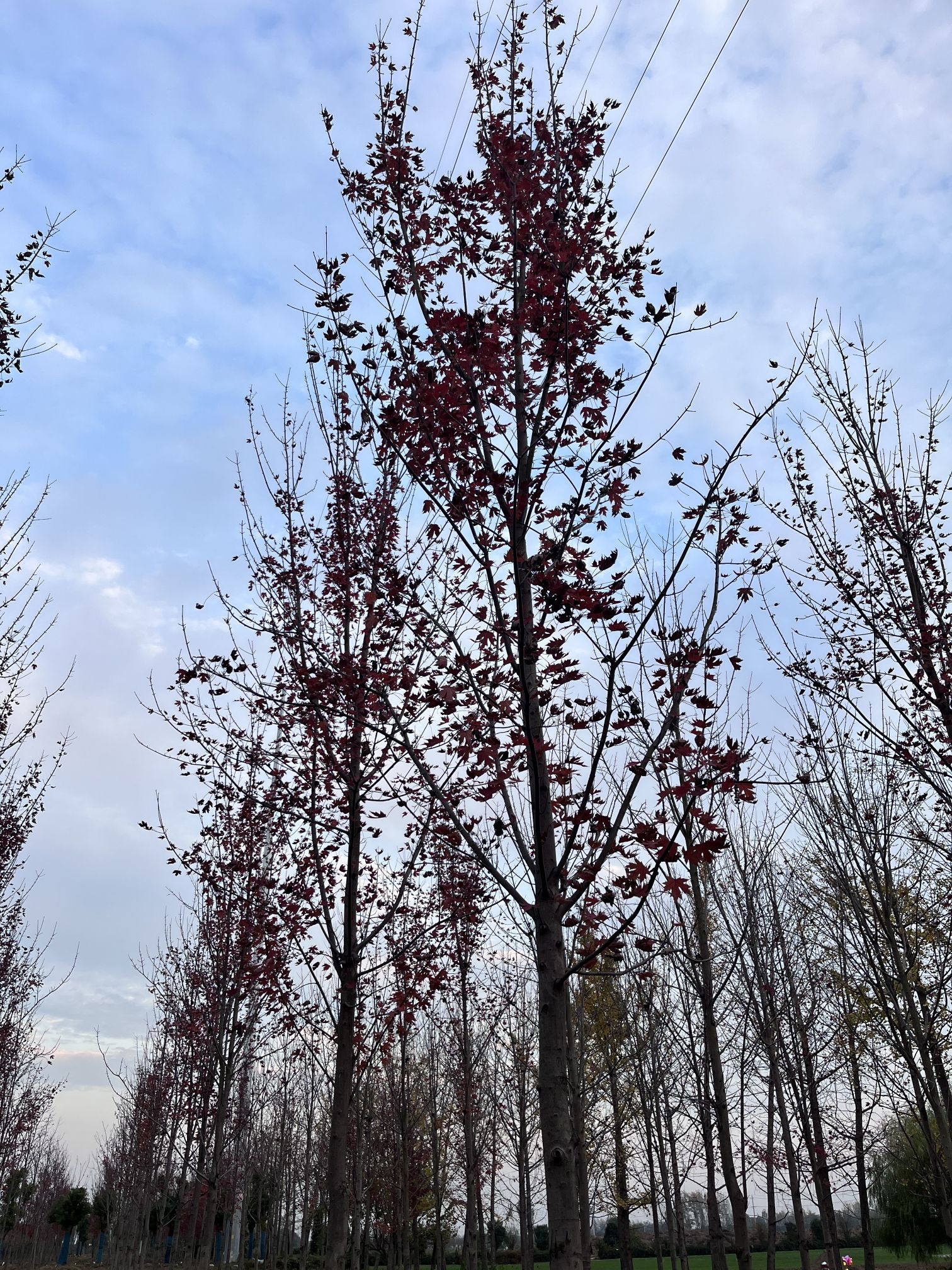 枫叶林旅行图片 3