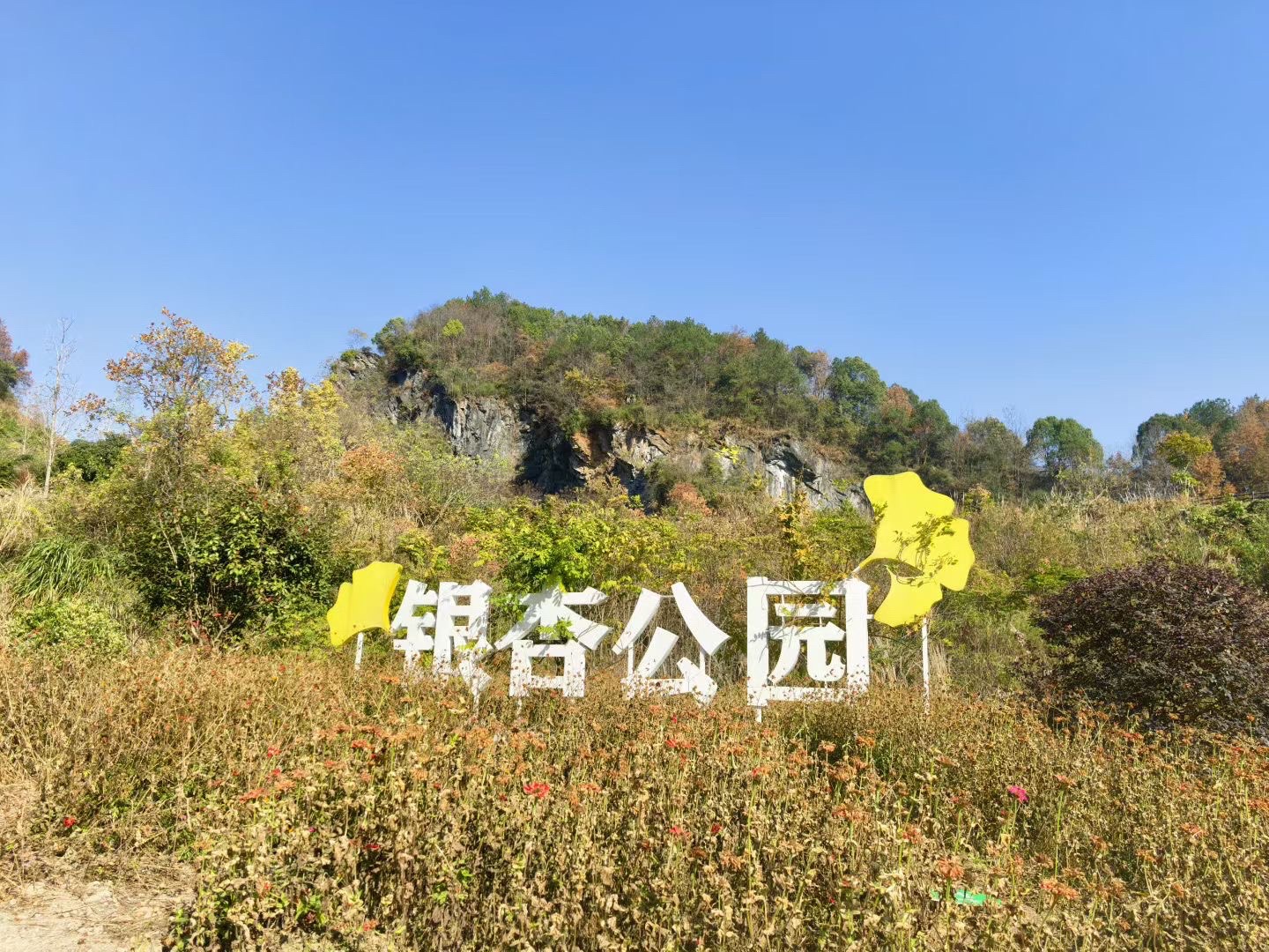 银杏公园旅行图片 3