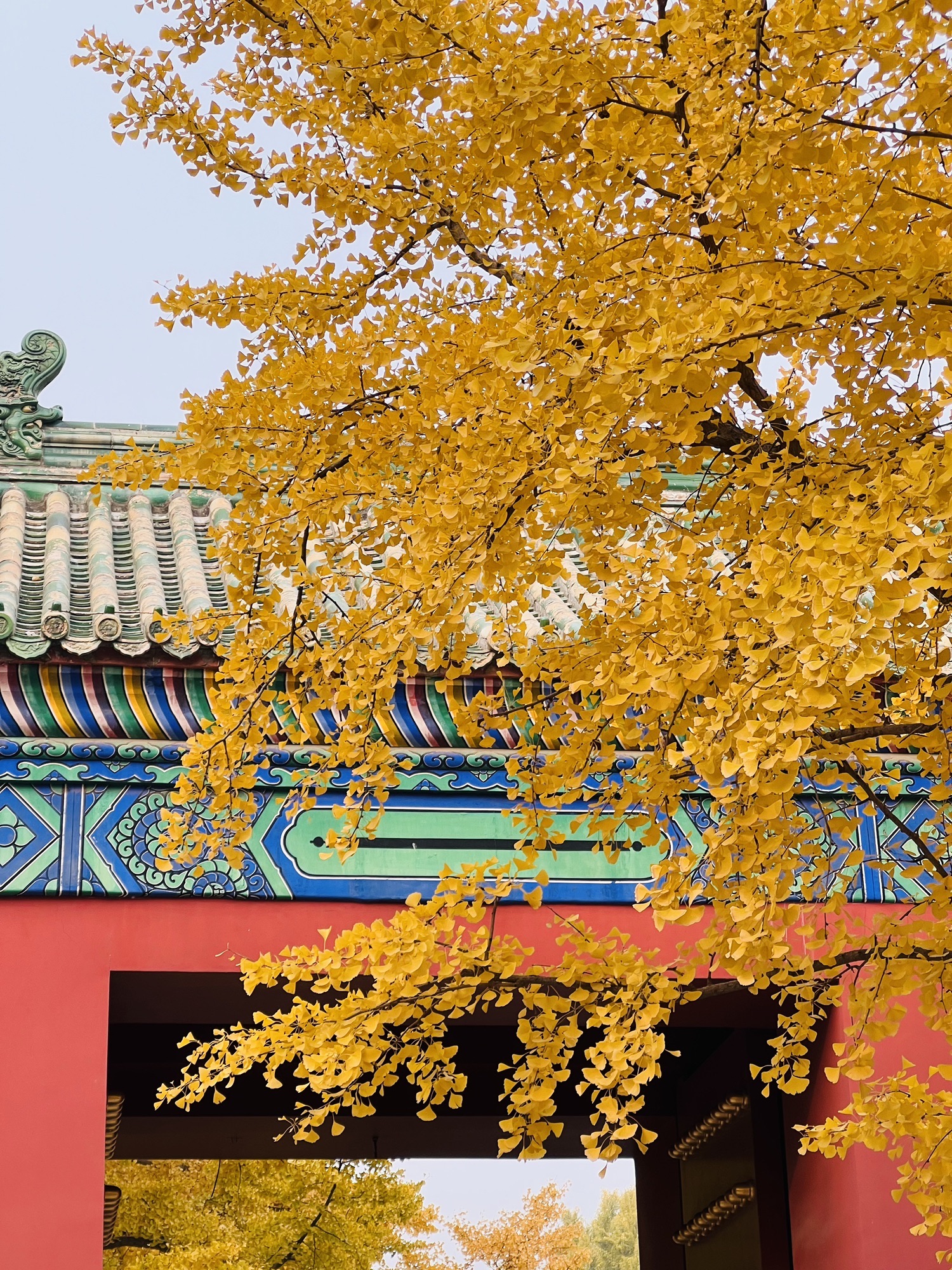 余华和史铁生认领的树景点图片