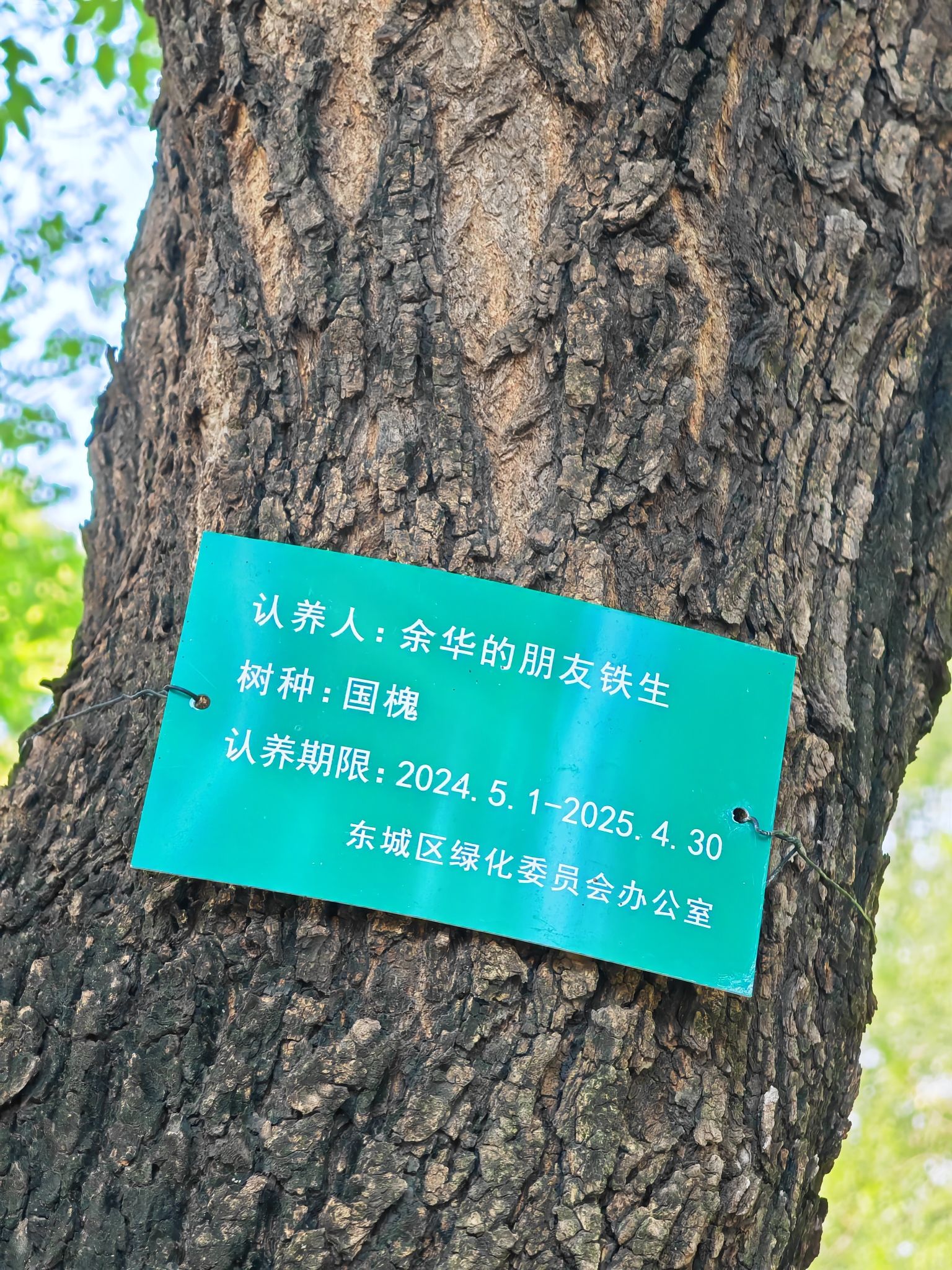 余华和史铁生认领的树旅行图片 1