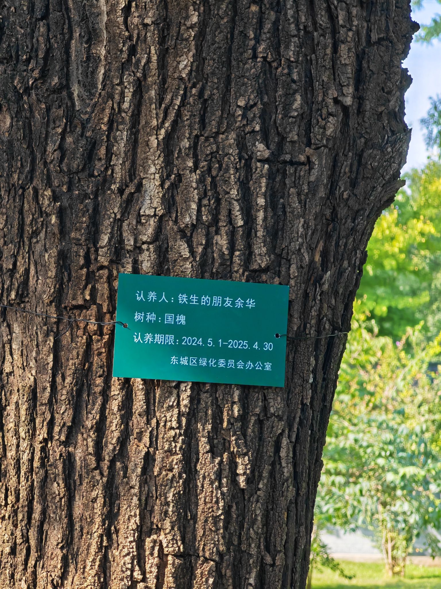 余华和史铁生认领的树旅行图片 2