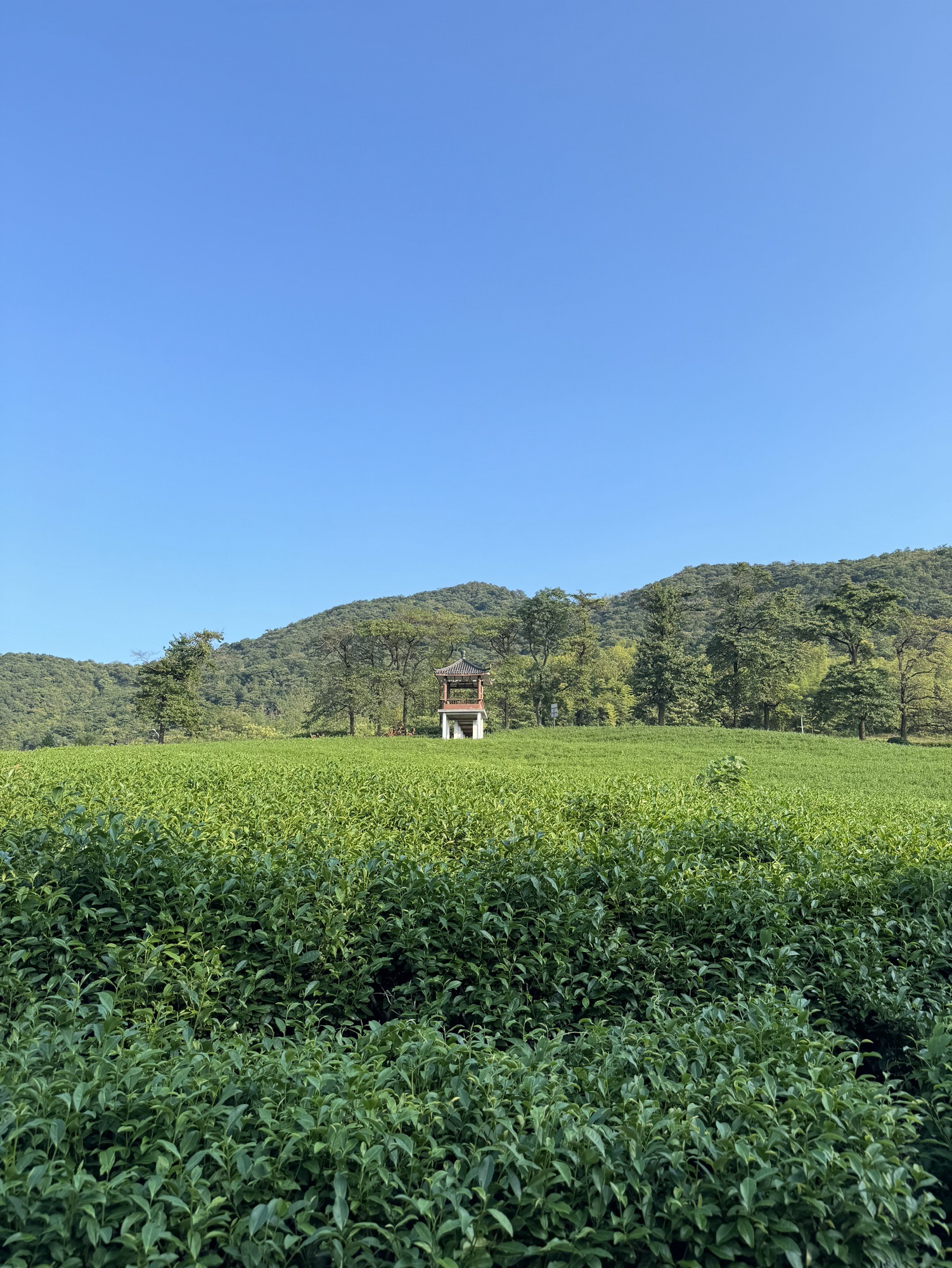 观景平台旅行图片 3