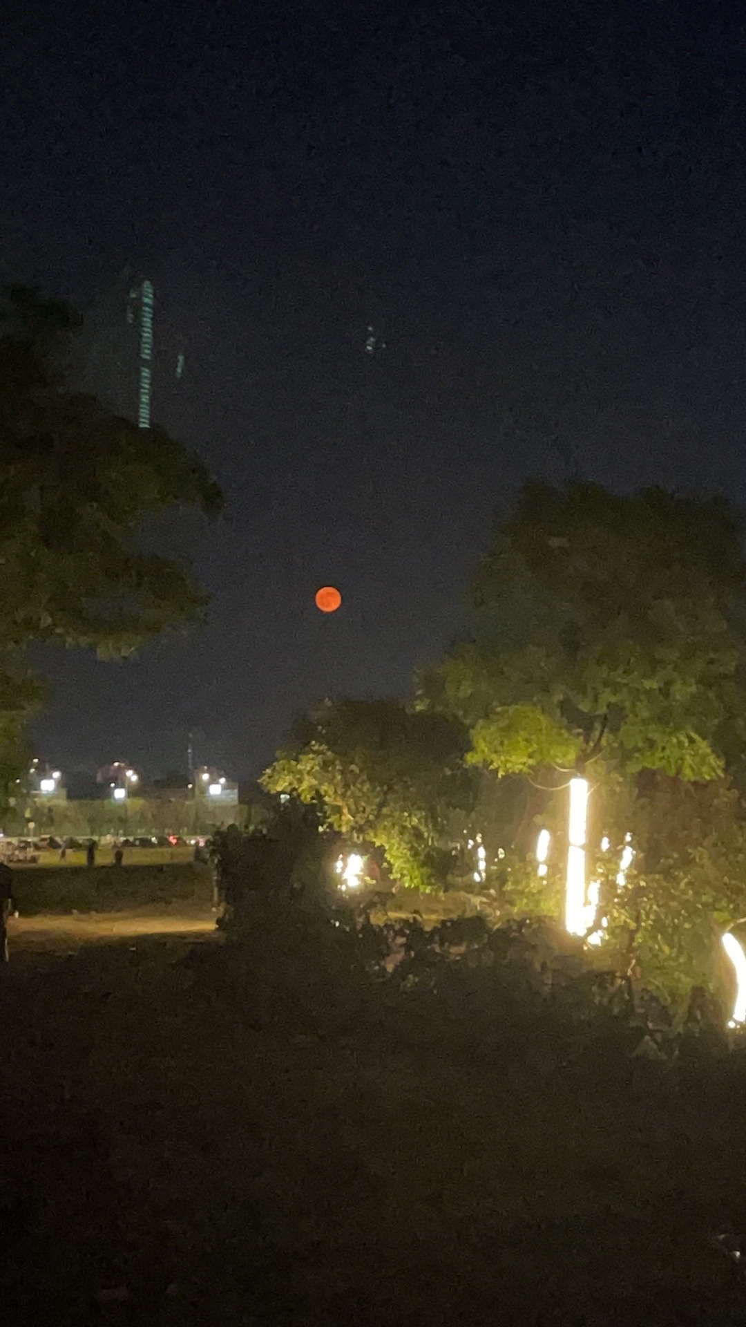 孤独的树旅行图片 1