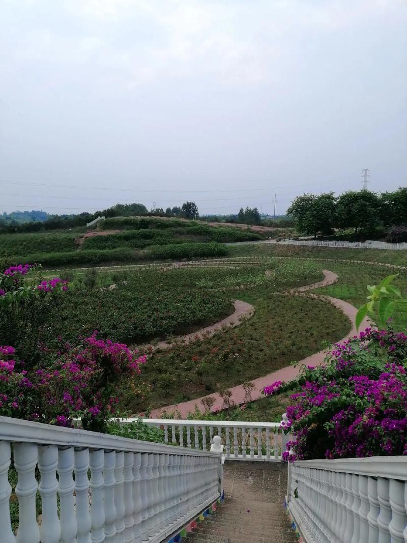 五彩荷园旅行图片 2