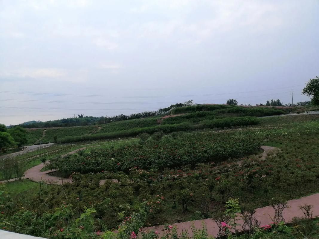 五彩荷园旅行图片 3