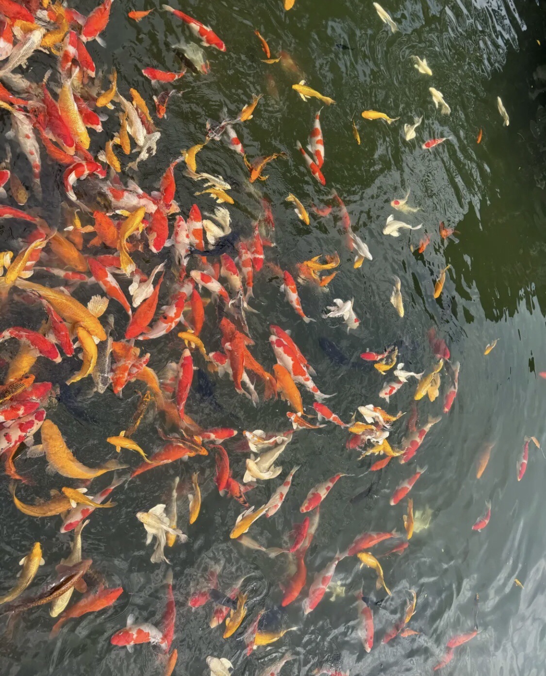 吾园旅行图片 3