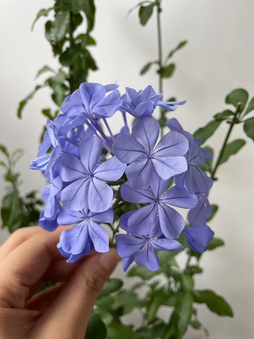 舜耕山花卉小镇旅行图片 1