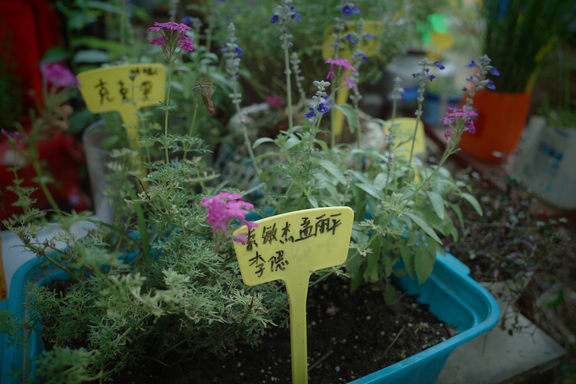 大孟社区民众花园旅行图片 1