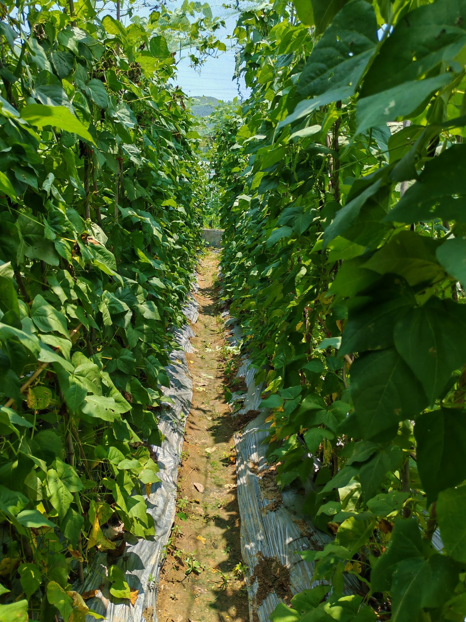 场地封面-马峦山休闲生态农场