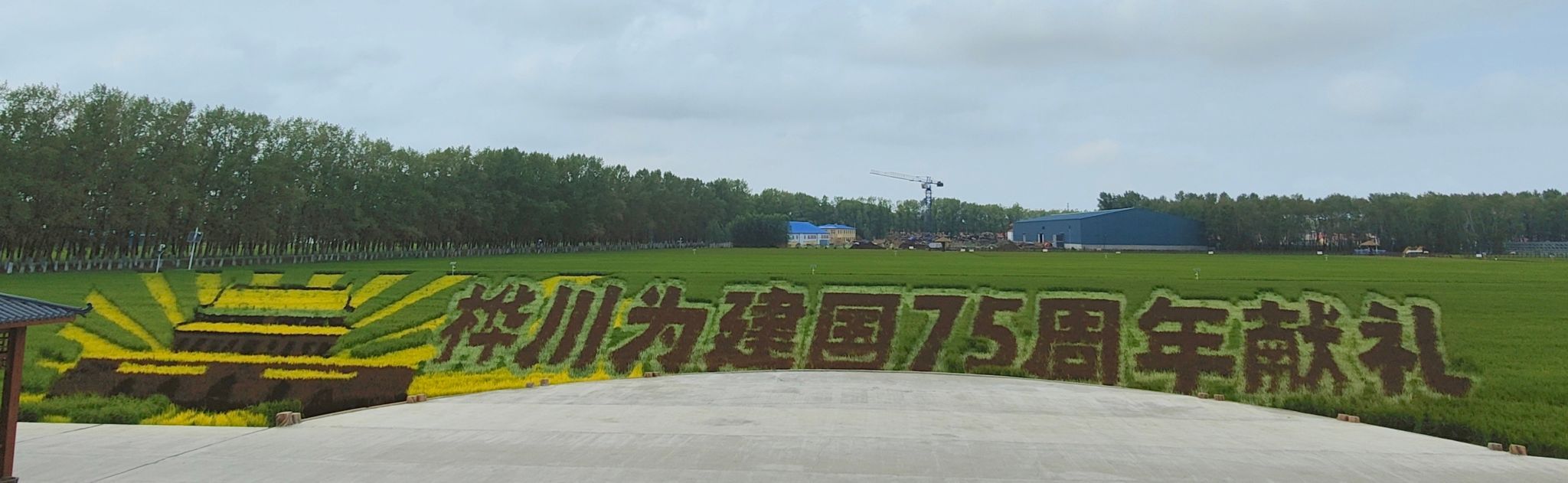 桦川县稻田画旅行图片 2